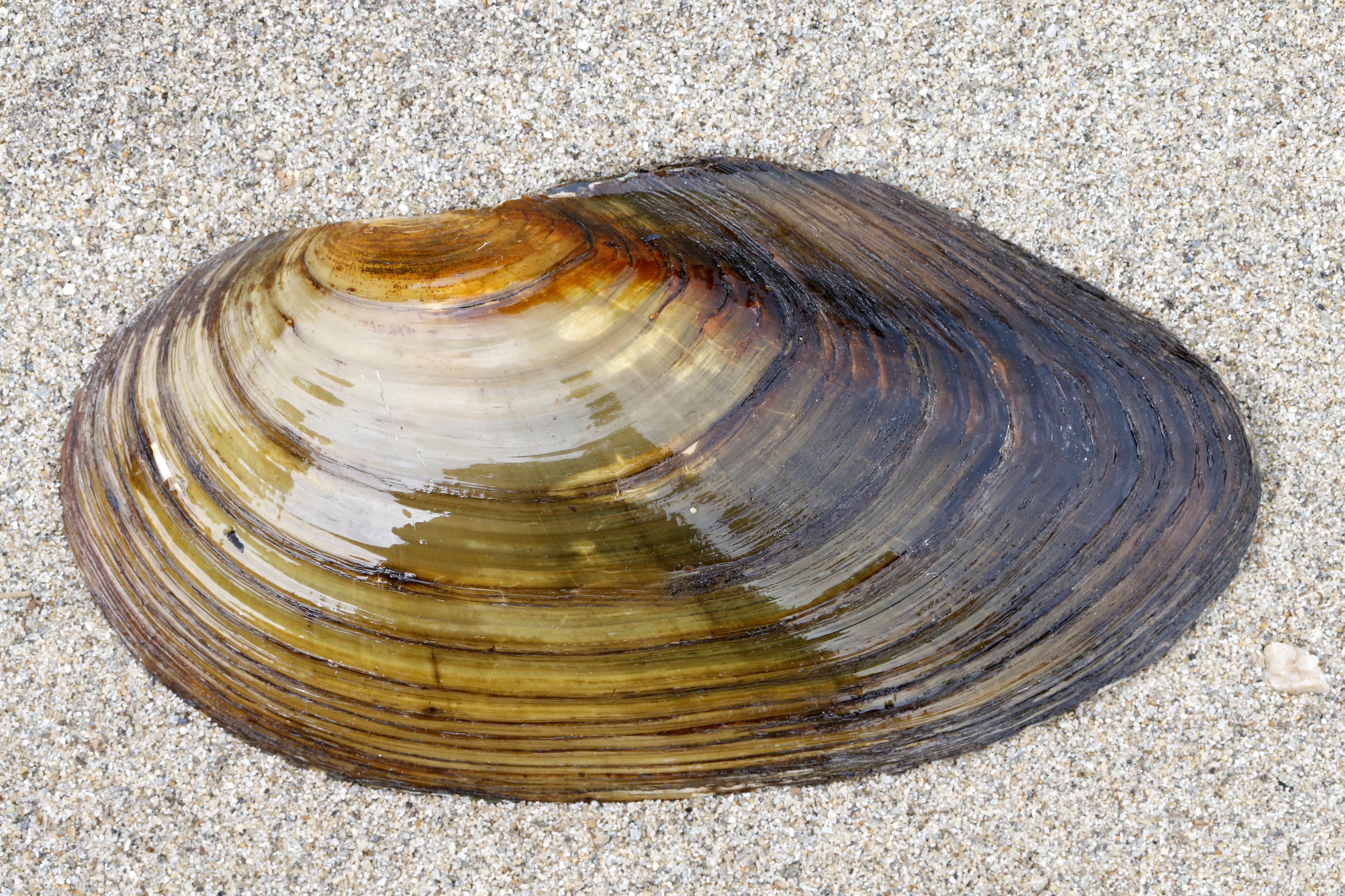 02092013000802 1823 art 1114 anodonta cygnea grose teichmuschel1.1