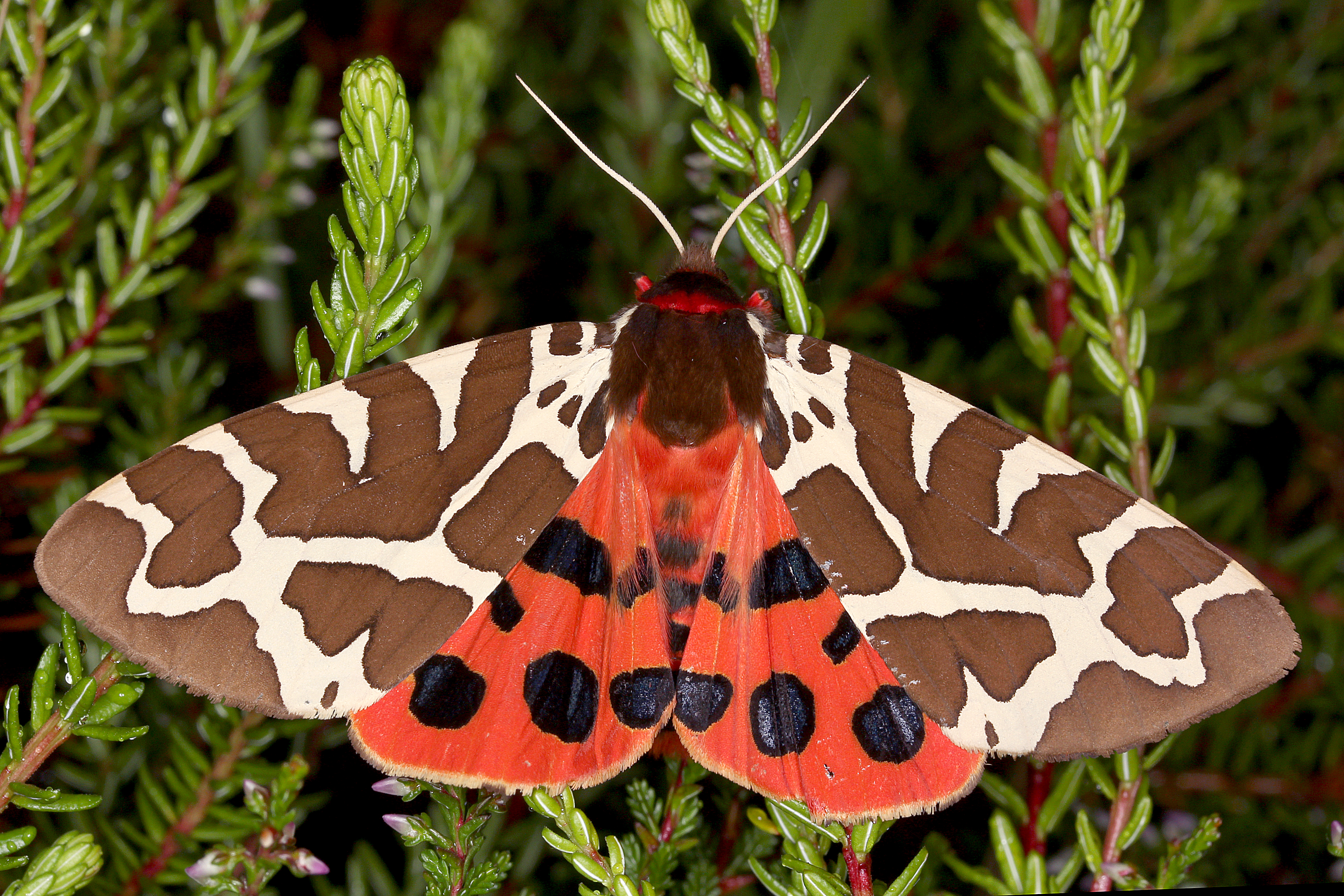 02092013001555 1824 art 614 arctia caja brauner bar1.2