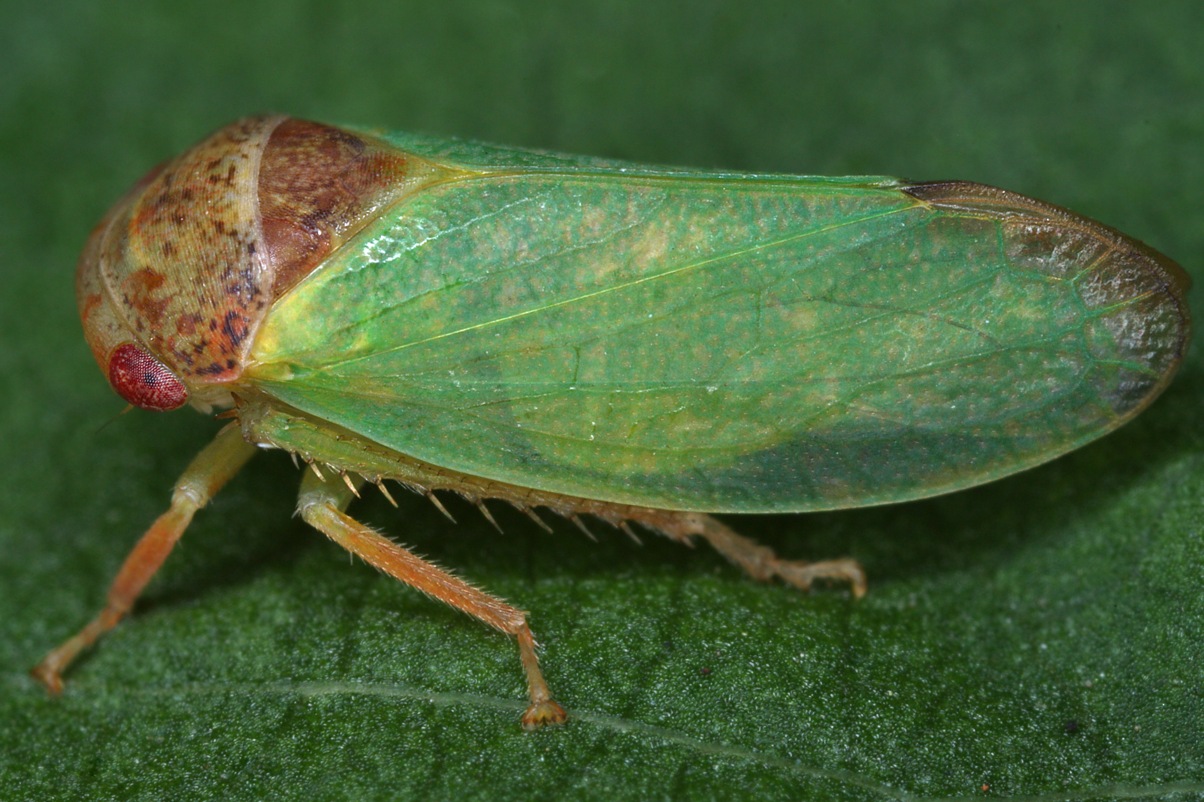 02092013003413 1825 art 1354 iassus lanio eichen lederzikadew2.2