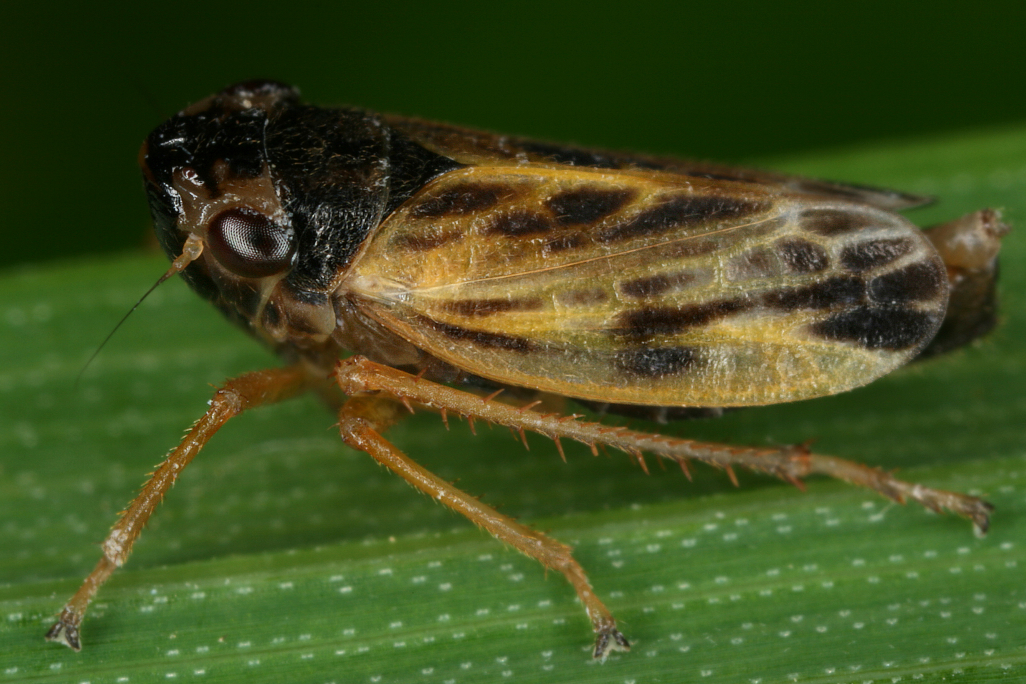 02092013005952 1828 art 1357 evacanthus acuminatus hain schmuckzikadem17.2