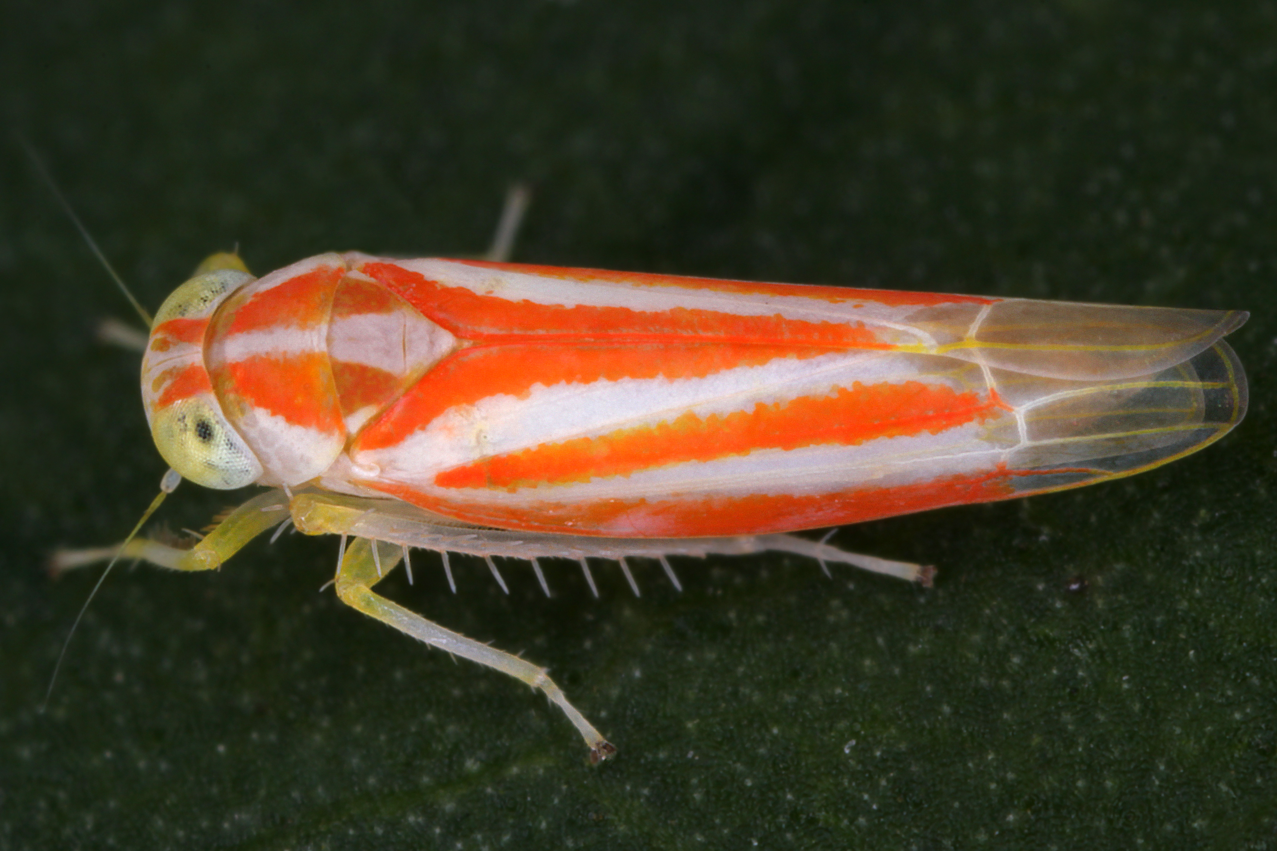 02092013011505 1829 art 1358 alebra albostriella grose augen blattzikadew7.2