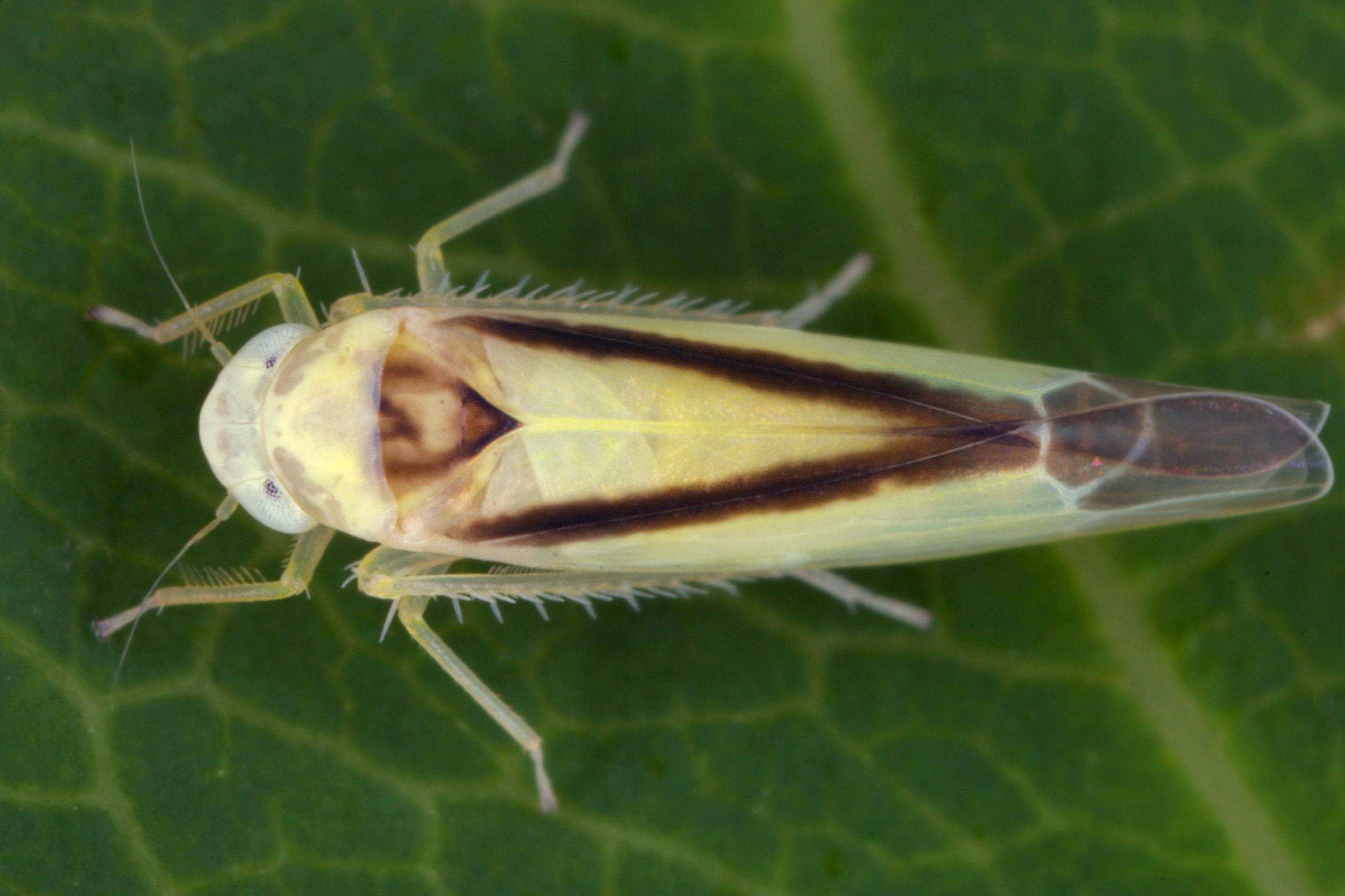 02092013012239 1831 art 1359 edwardsiana geometrica gestreifte laubzikadem8.2