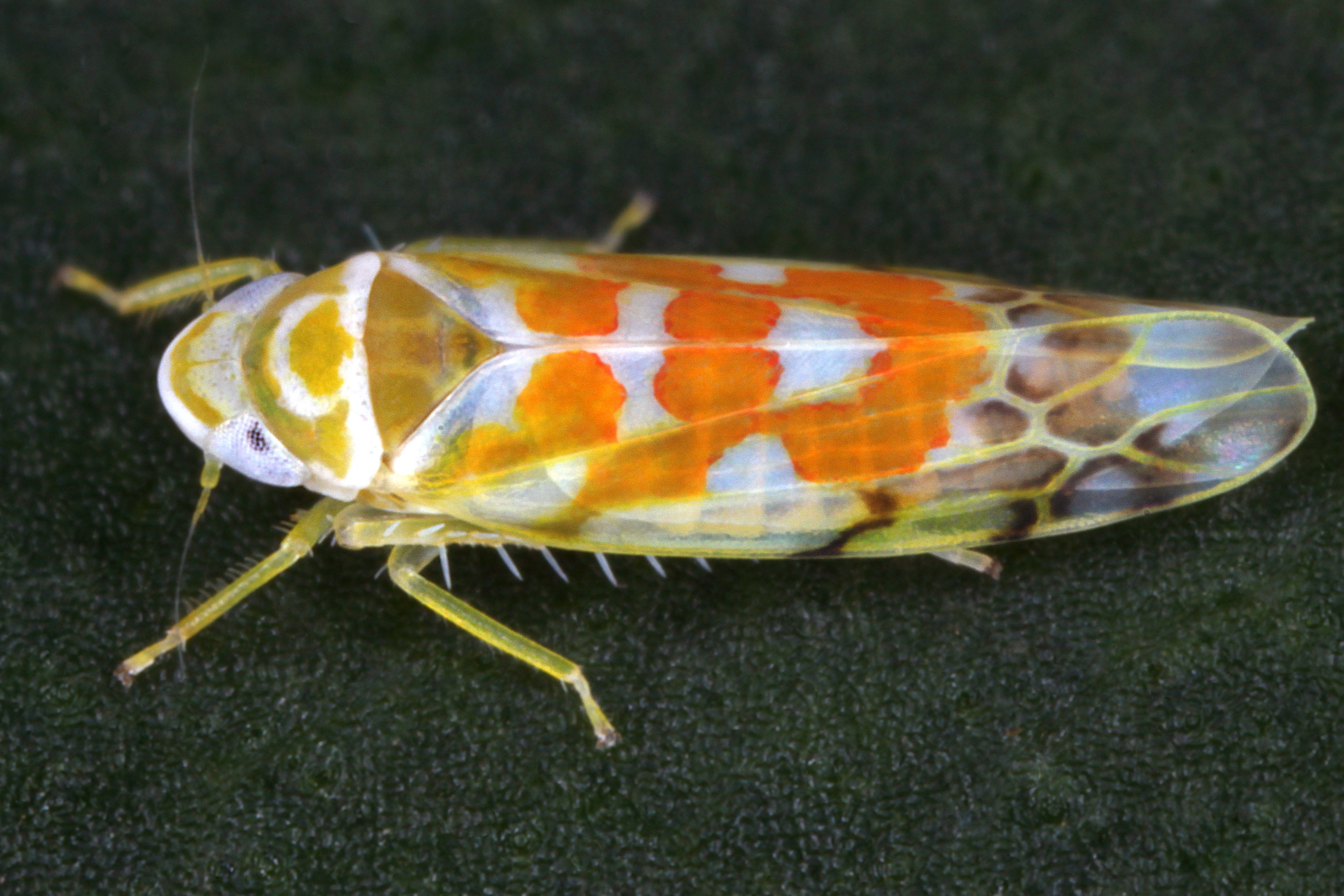 02092013013018 1832 art 1360 typhlocyba quercus leoparden blattzikadem.2