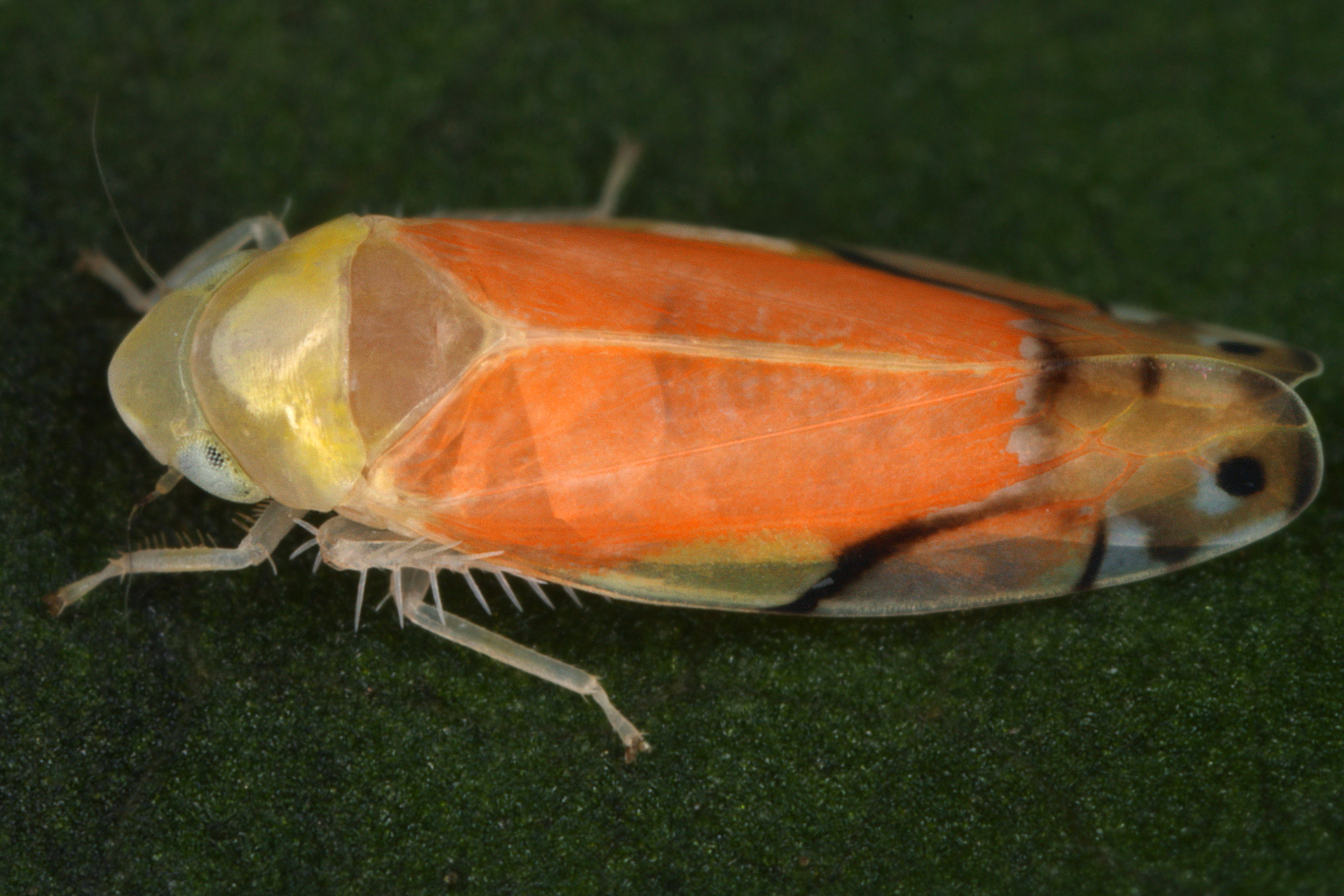 02092013013716 1834 art 1362 eurhadina pulchella schone elfenzikadew7.2