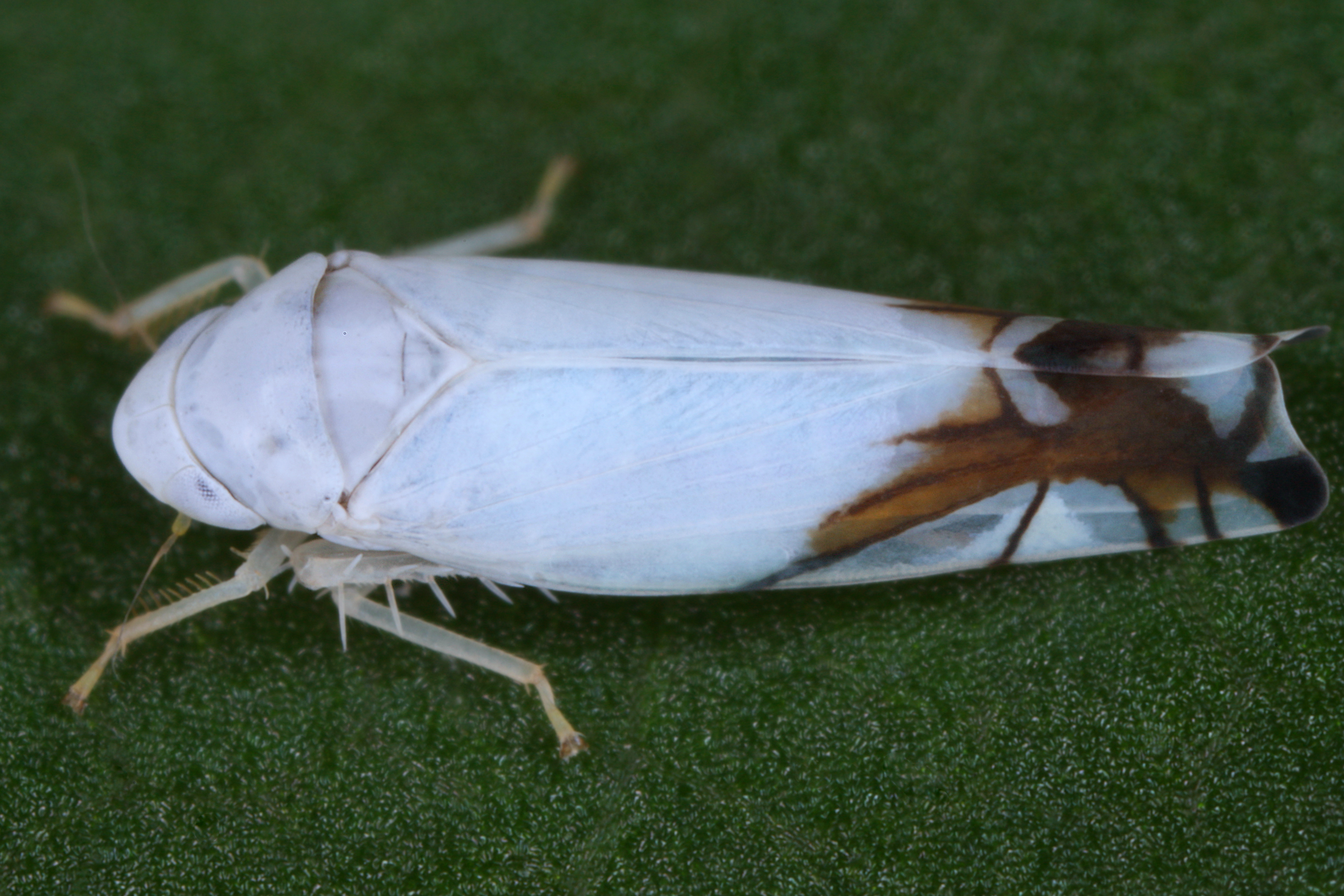 02092013014336 1836 art 1364 aguriahana stellulata kirschen blattzikadew1.2