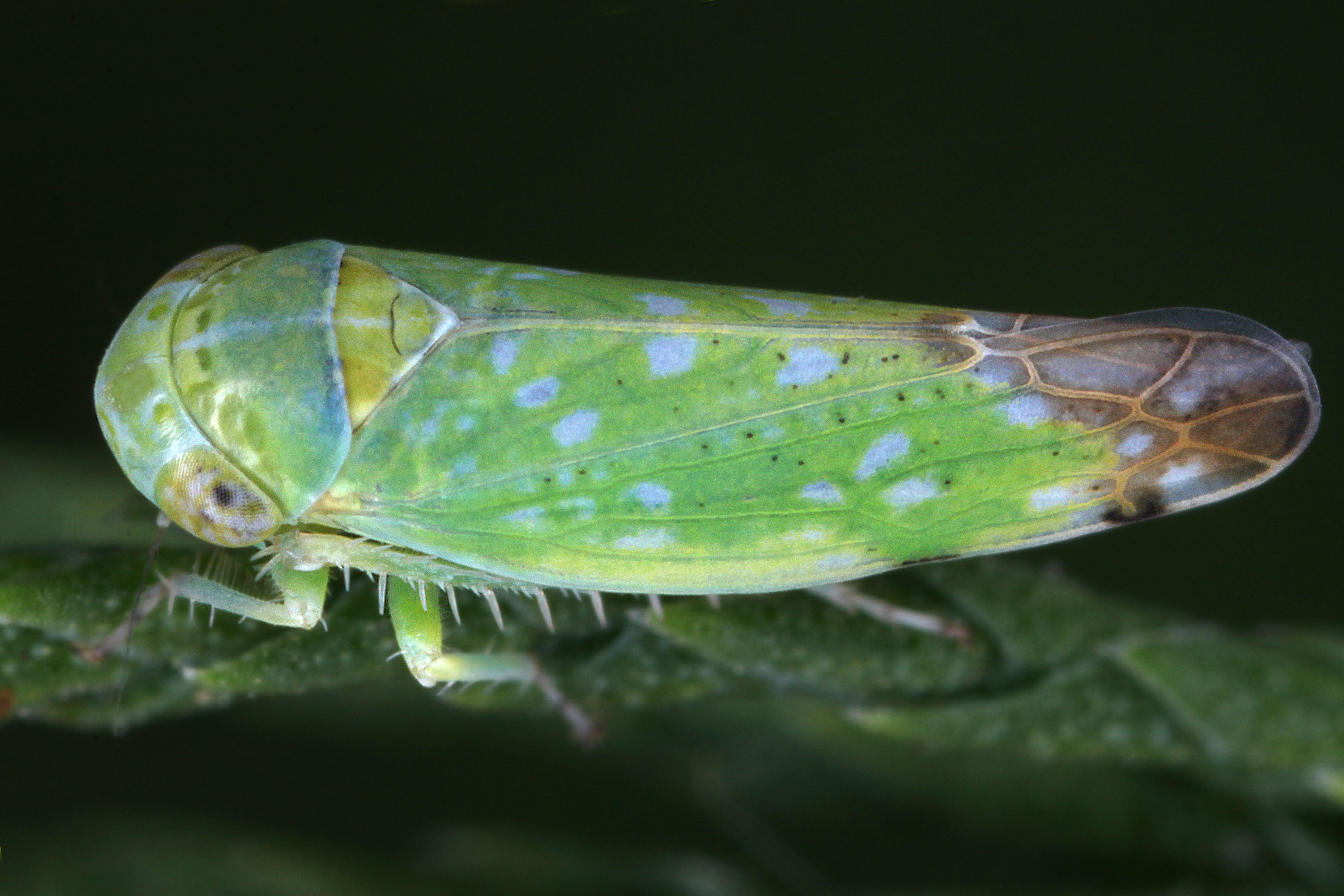 02092013015023 1838 art 1366 opsius stactogalus tamariskenzirpew1.2