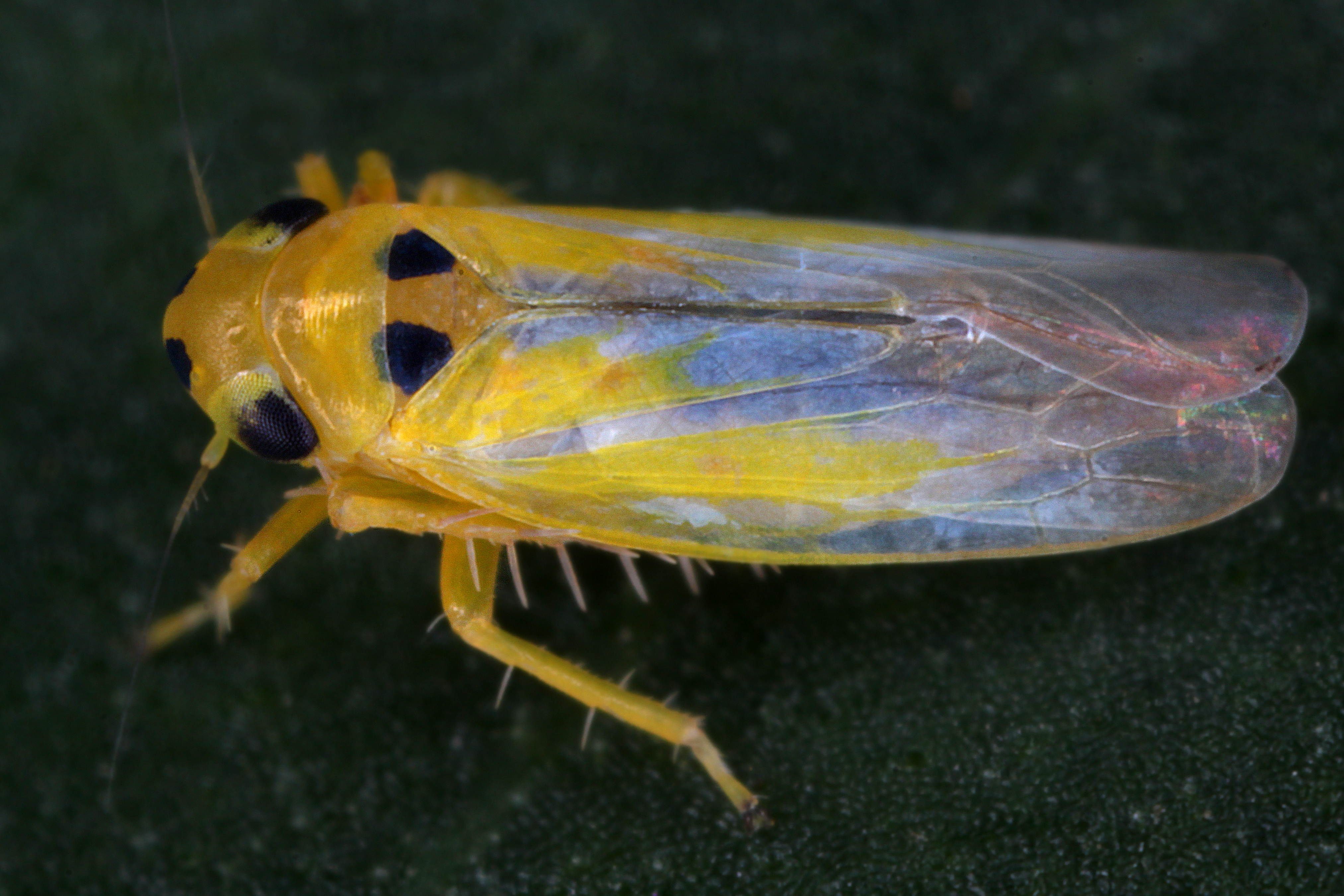 02092013015333 1839 art 1367 macrosteles septemnotatus madesus wanderzirpem4.2