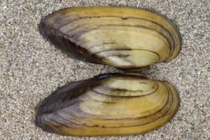 02092013015436 1840 art 1112 unio pictorum malermuschel1.2