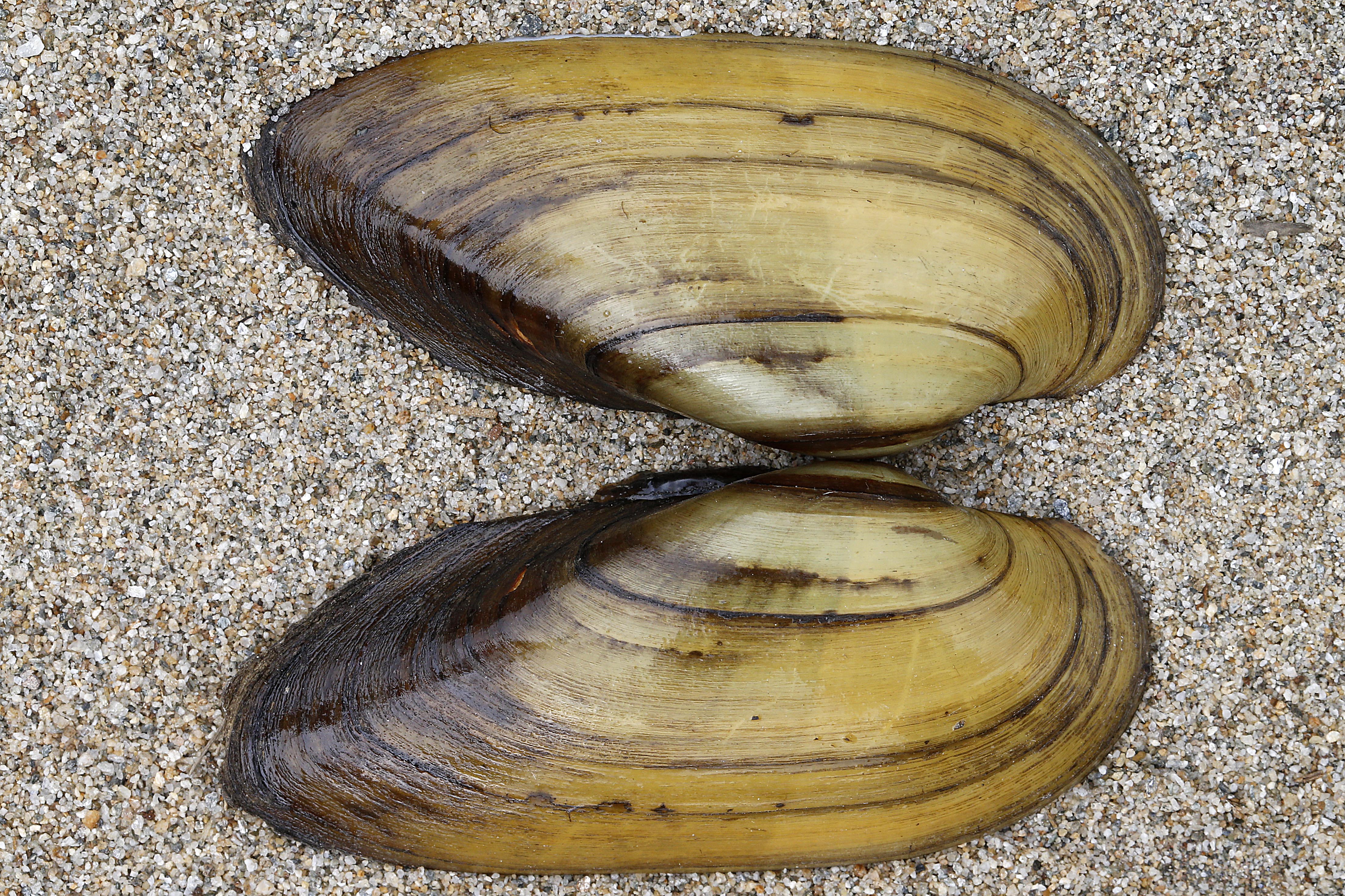 02092013015436 1840 art 1112 unio pictorum malermuschel1.2