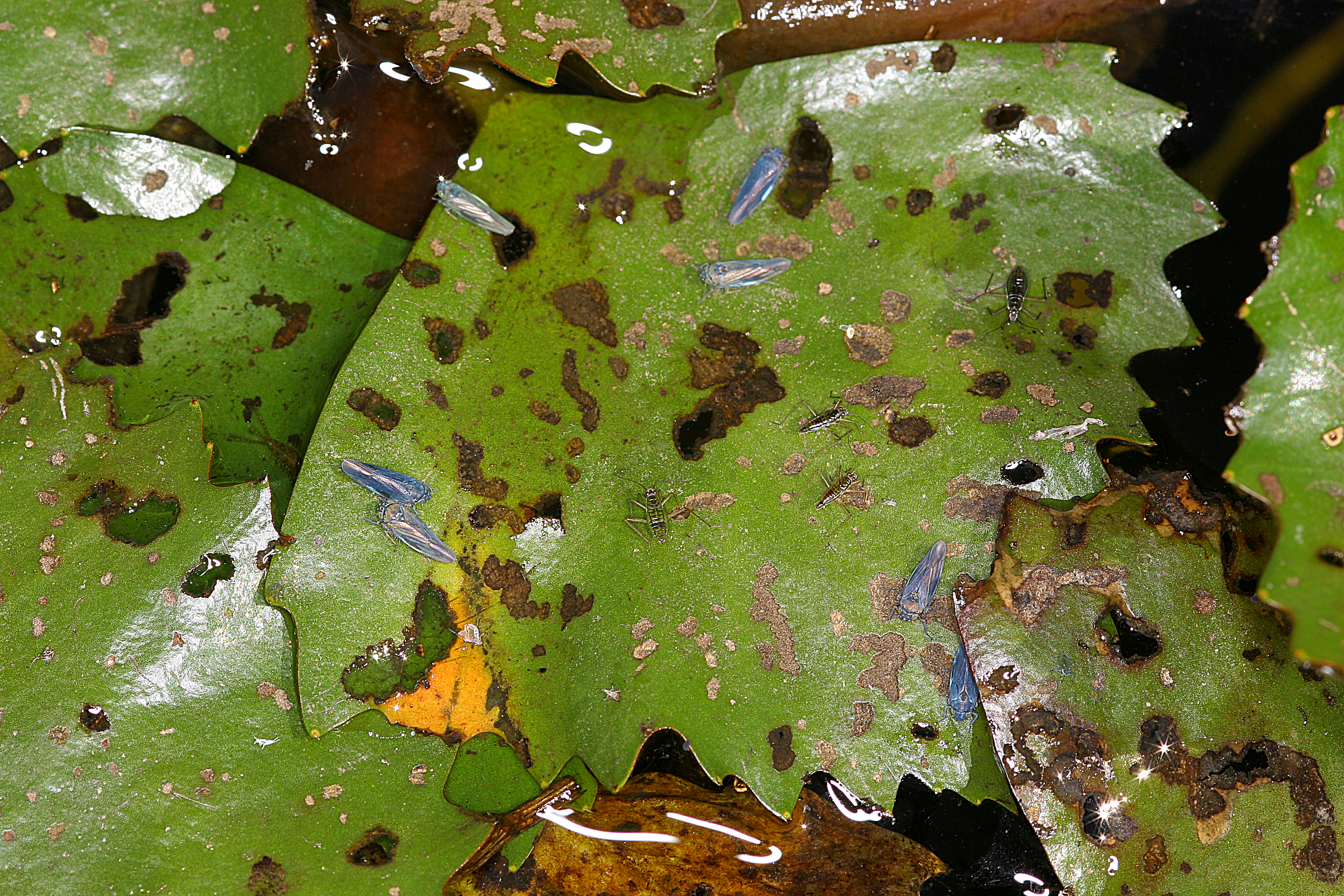 02092013015901 1841 art 1368 erotettix cyane seerosen zirpe auf trapa natans 1.2