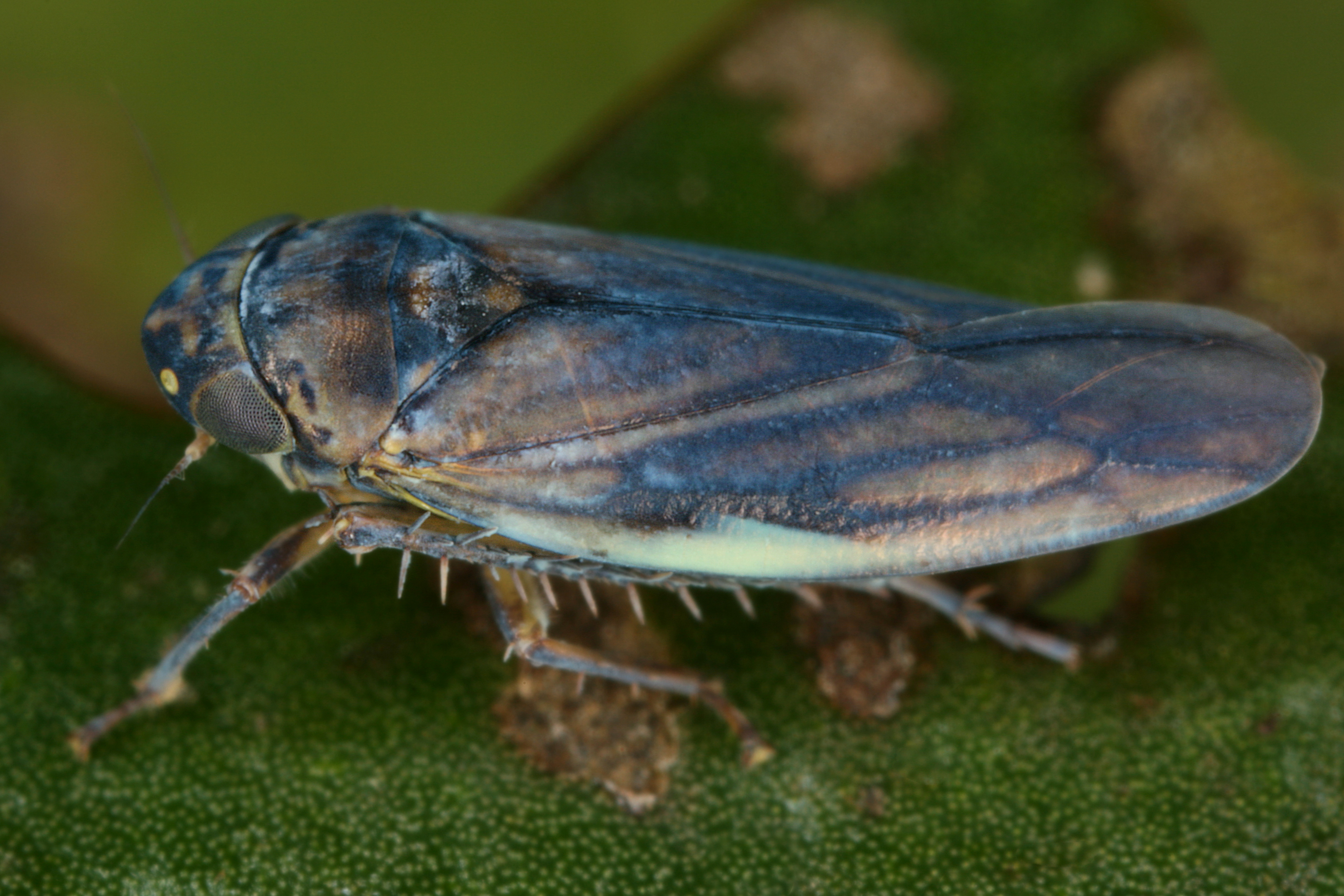 02092013020024 1842 art 1368 erotettix cyane seerosen zirpew2.2