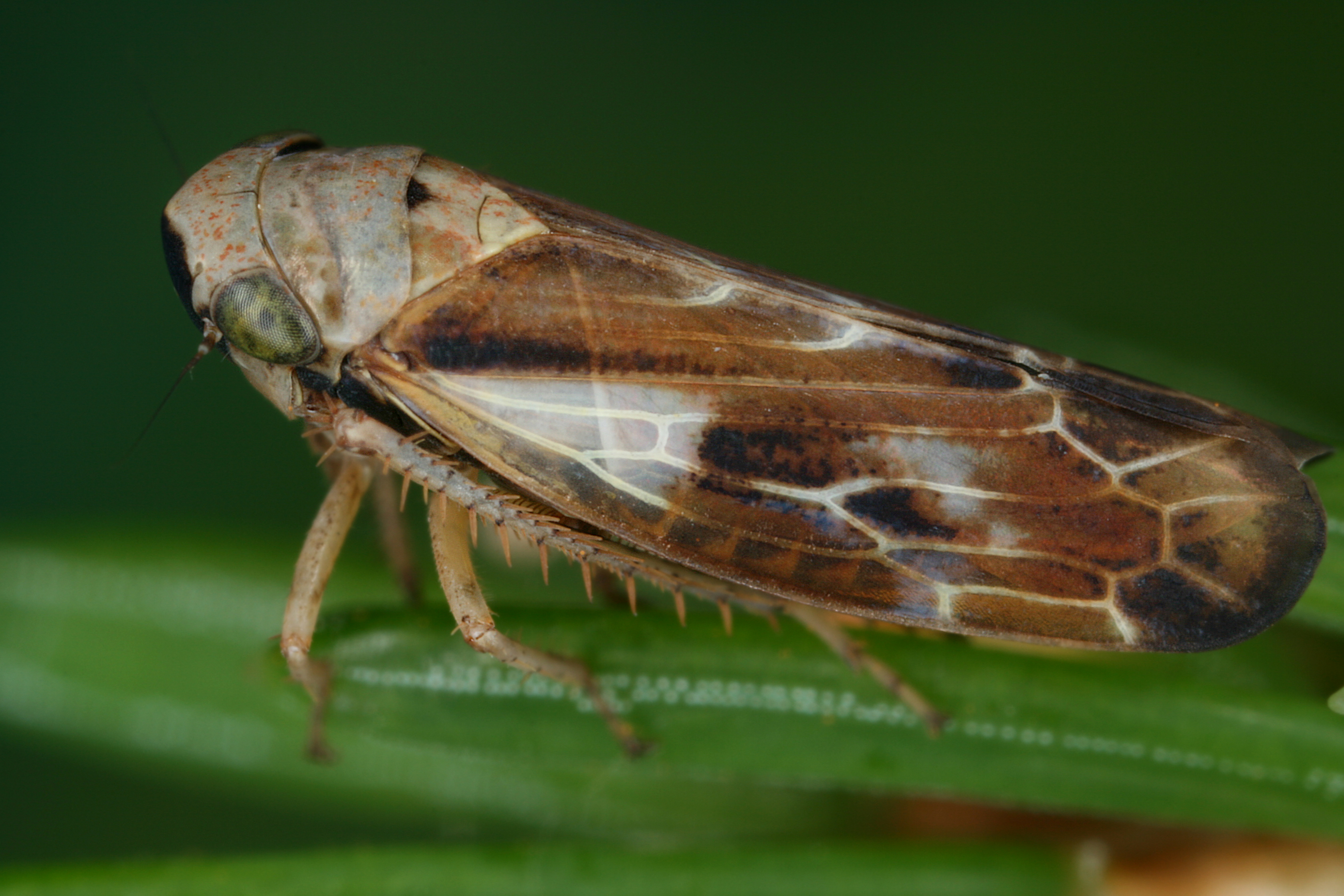 02092013020429 1843 art 1369 pithyotettix abietinus marmor fichtenzirpem12.2