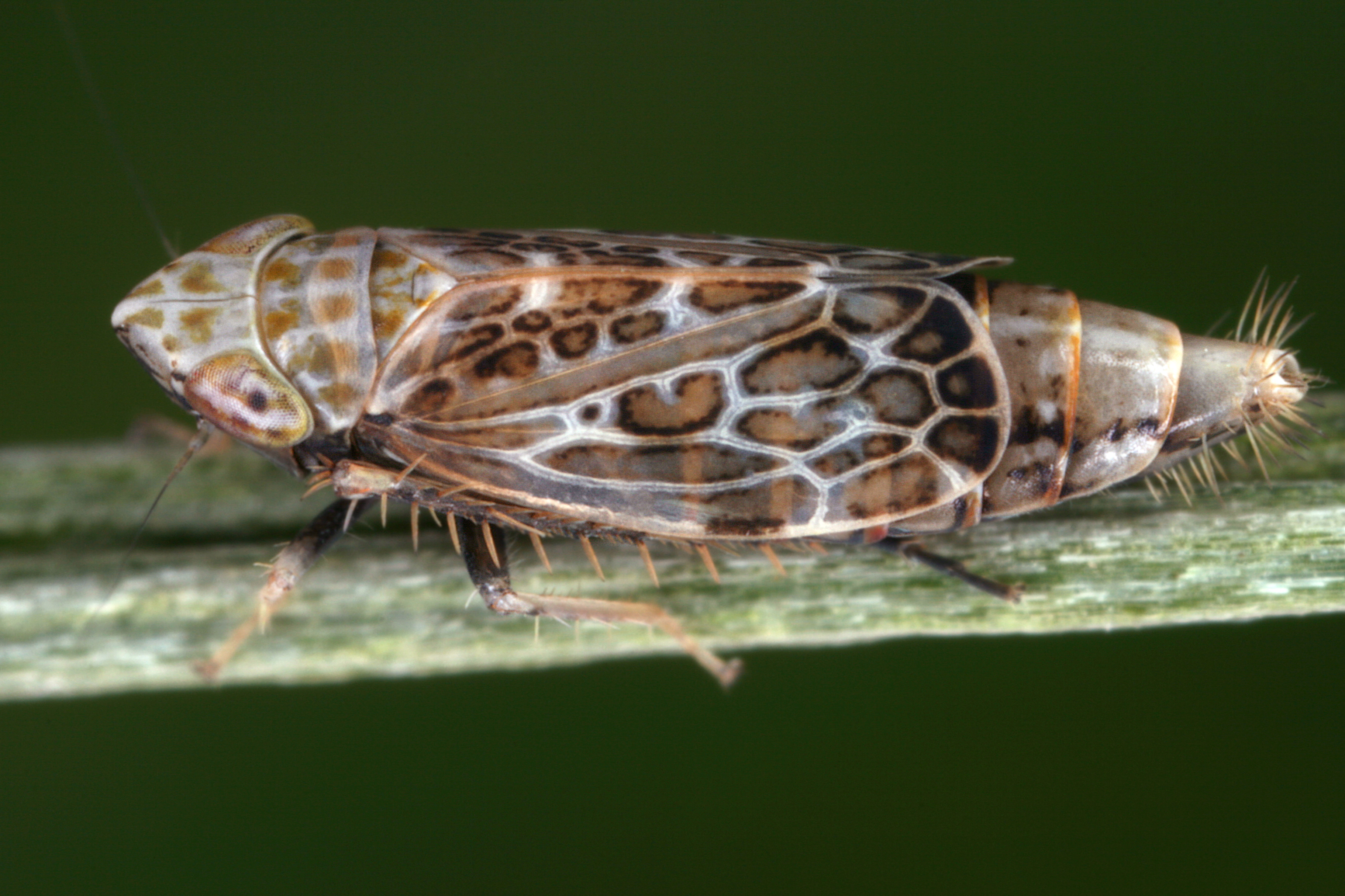 02092013020727 1844 art 1370 errastunus ocellaris bunte graszirpew1.2