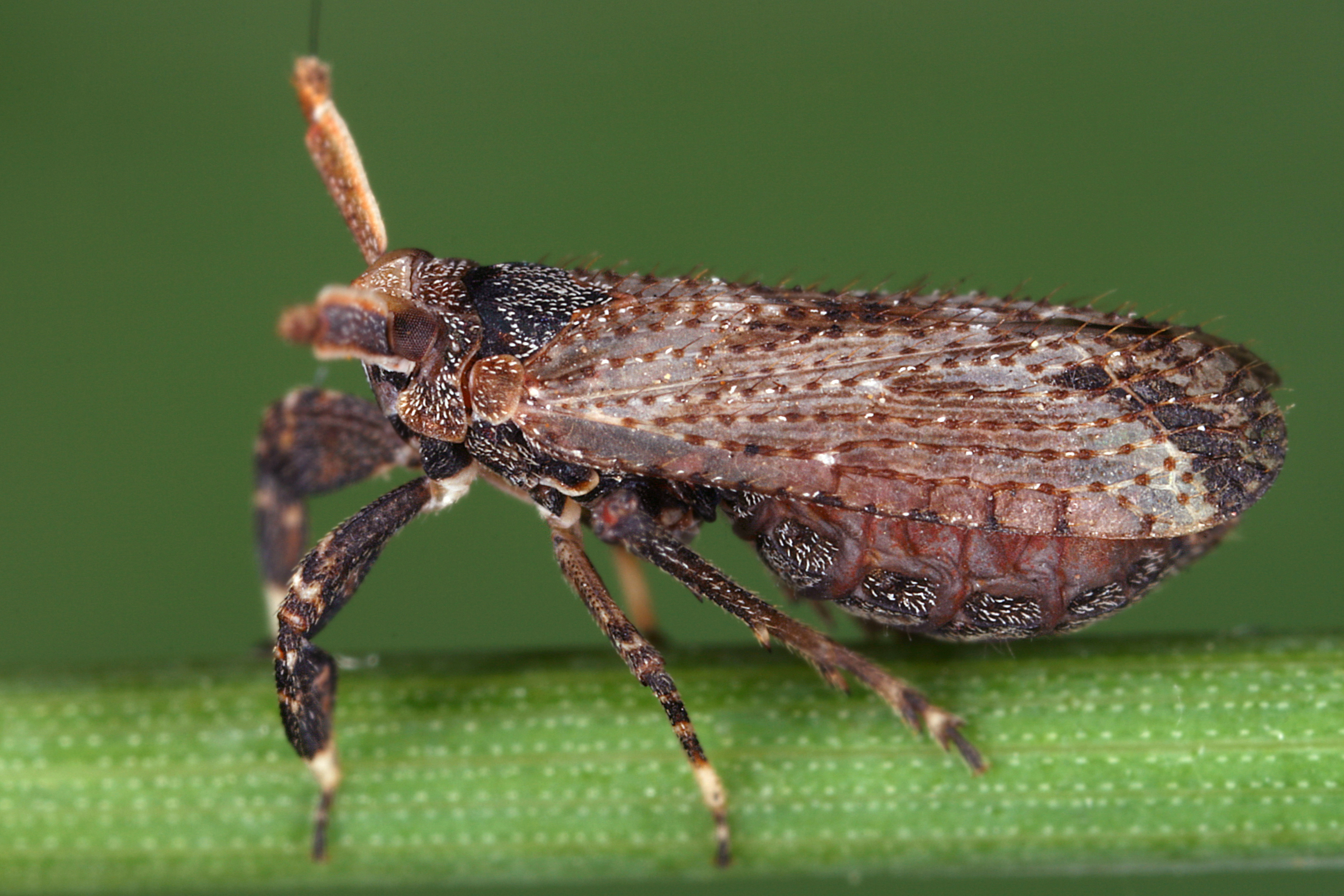 02092013021503 1846 art 1372 asiraca clavicornis schaufel spornzikadew5.2
