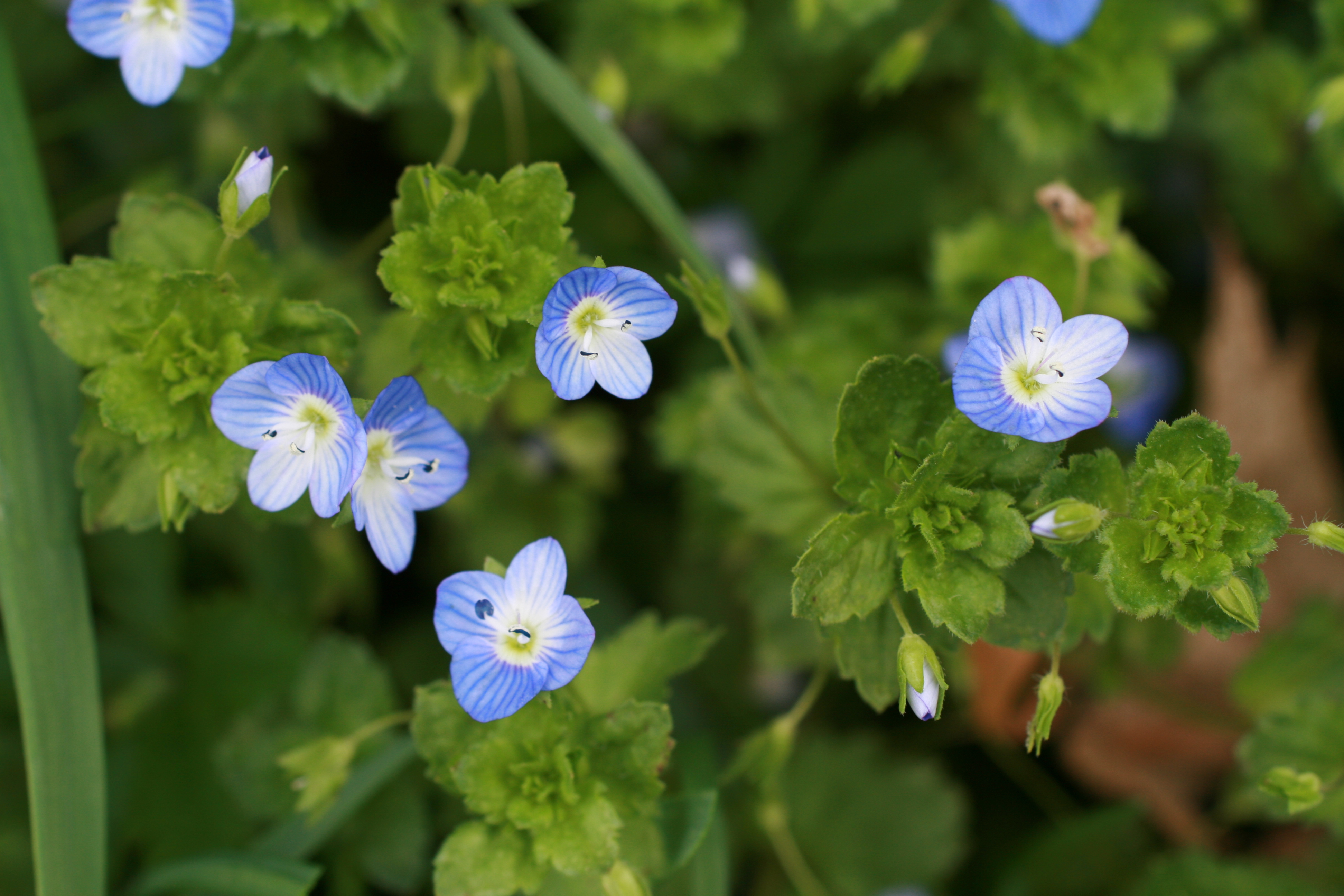 02092013073518 1847 art 1246 veronica persica burgfried 0 311 1