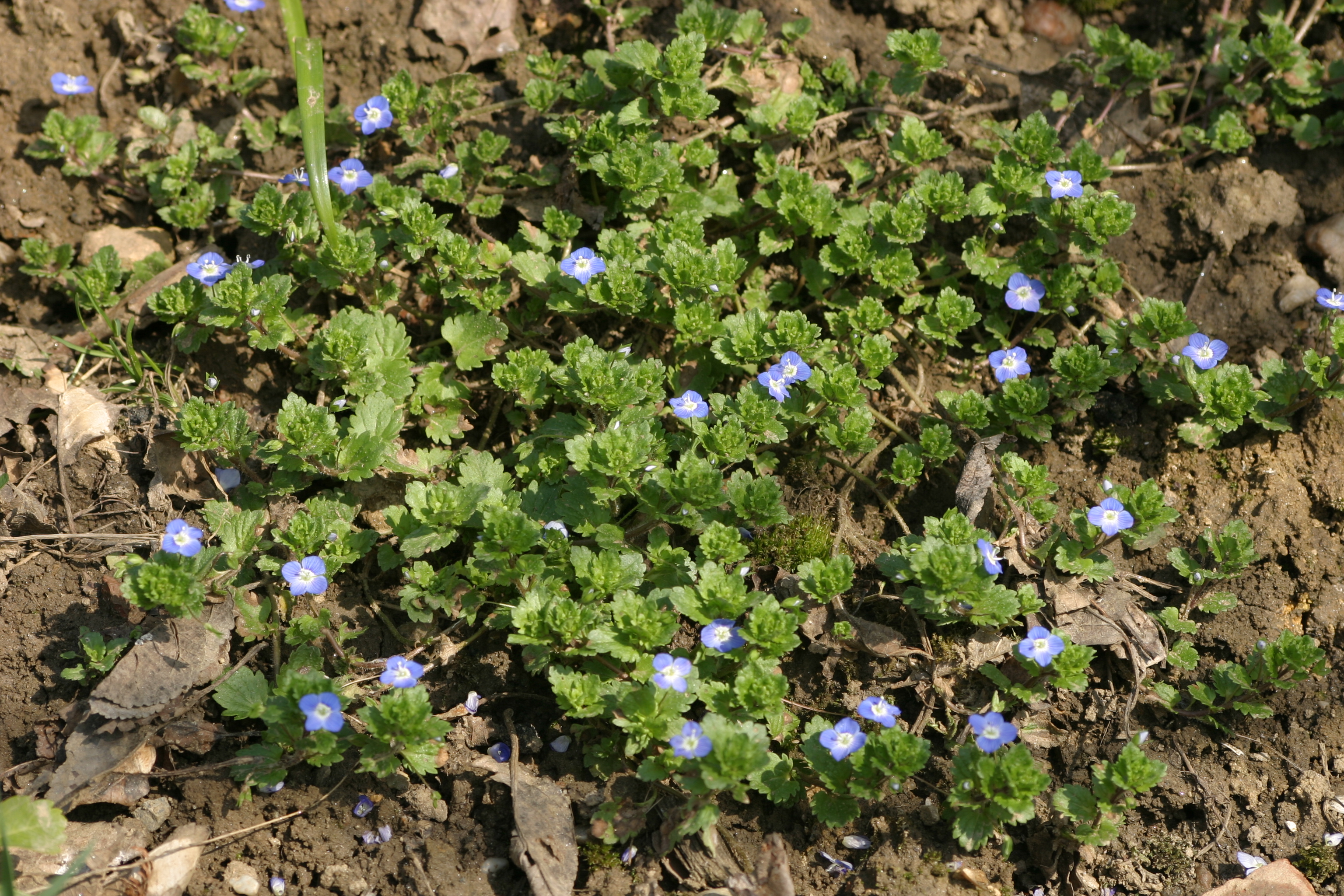 02092013074006 1848 art 1246 veronica cf persica burgfried img 6397