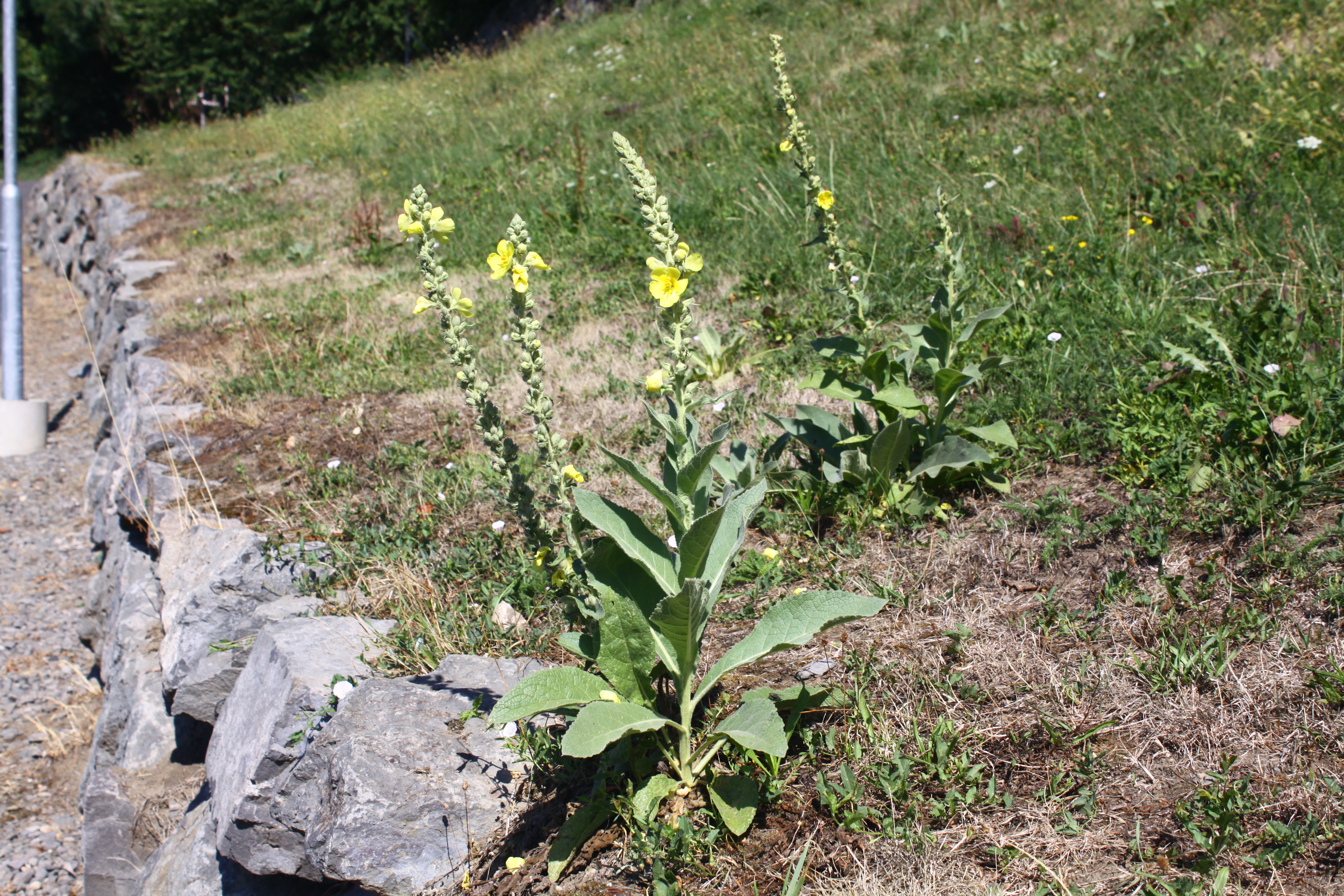 02092013075237 1849 art 563 0 001