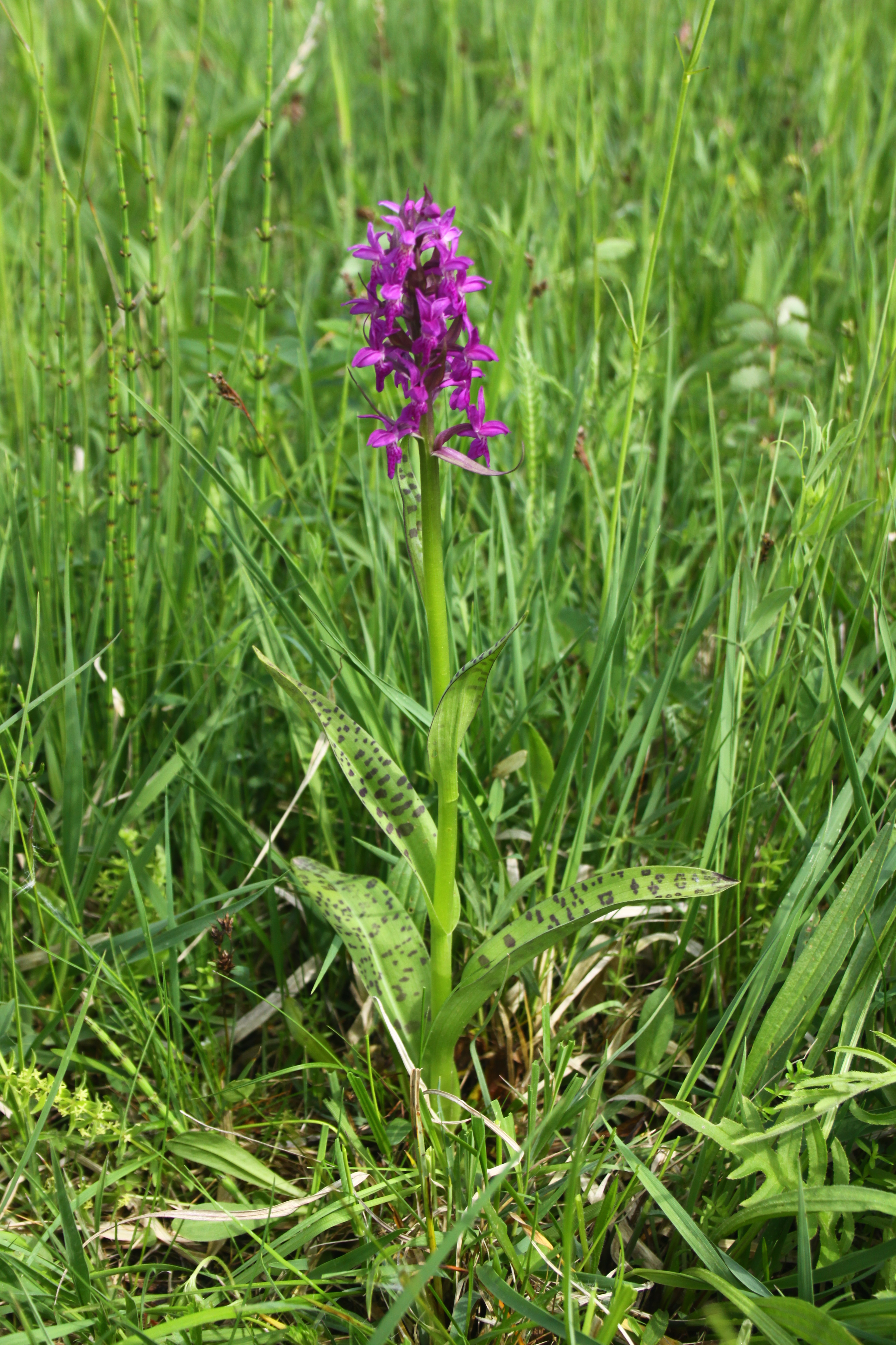 02092013075529 1850 art 330 0 069