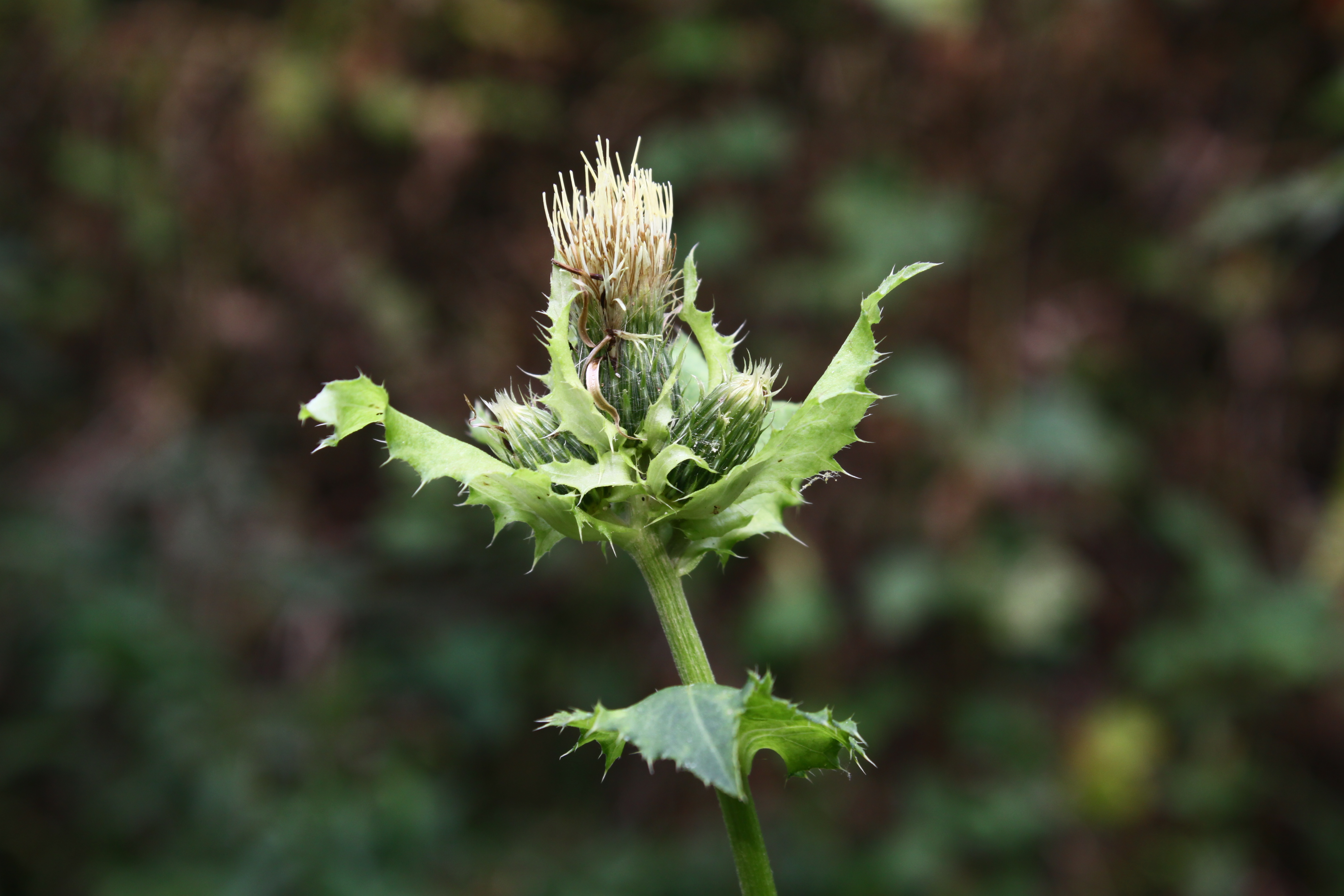 02092013080125 1852 art 350 0 099