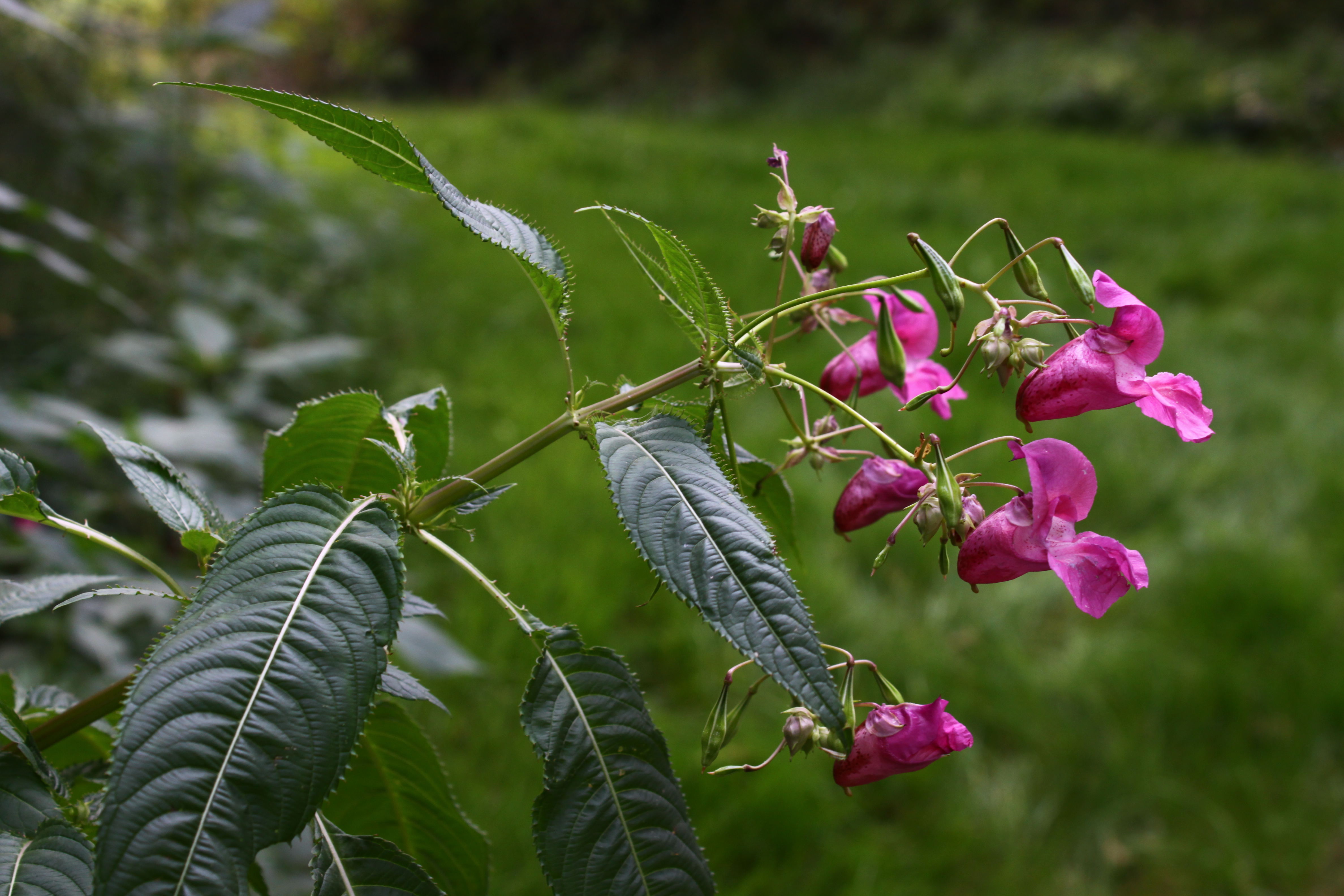 02092013080350 1853 art 571 0 109