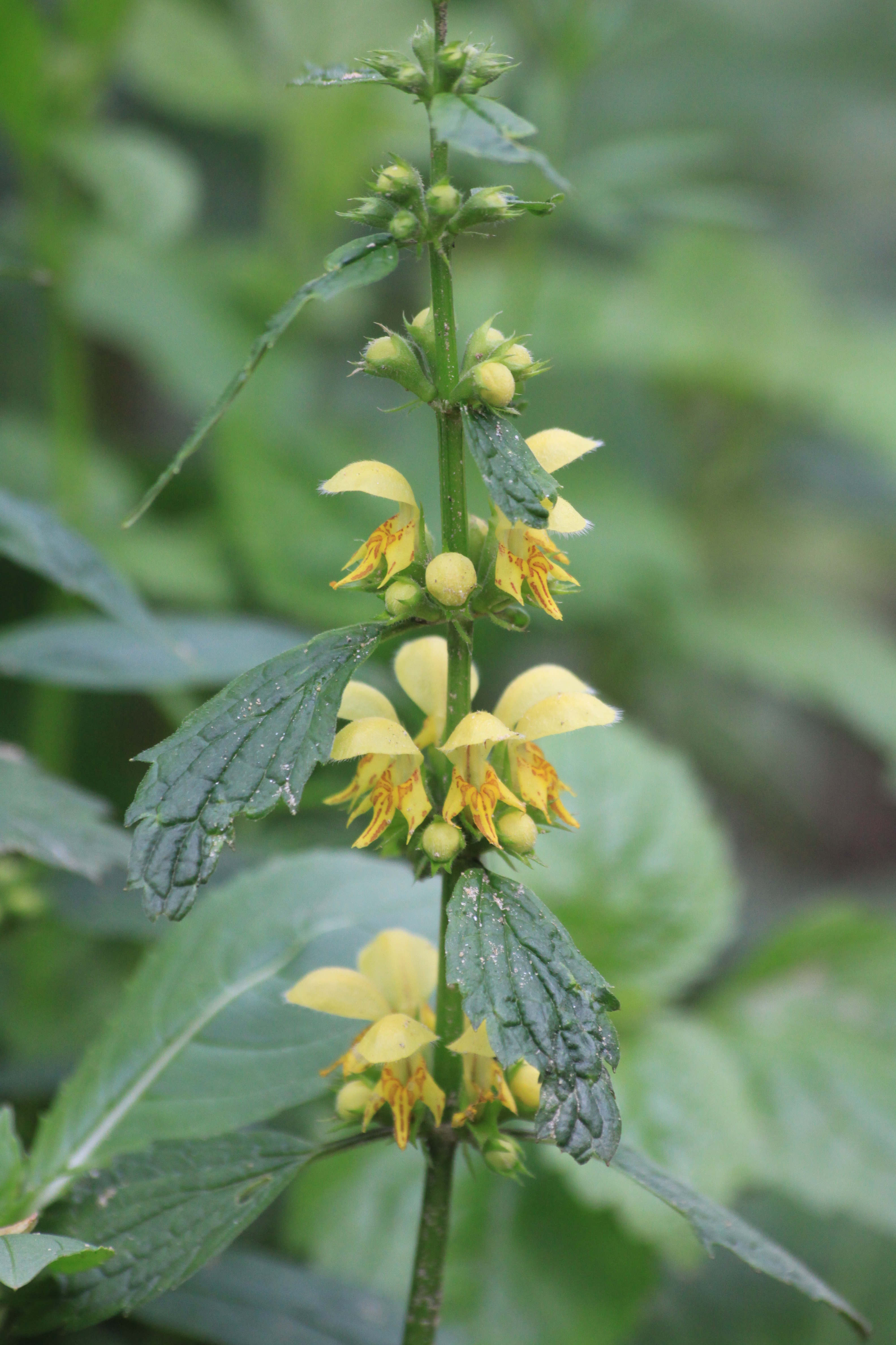 02092013081814 1855 art 1300 0 151