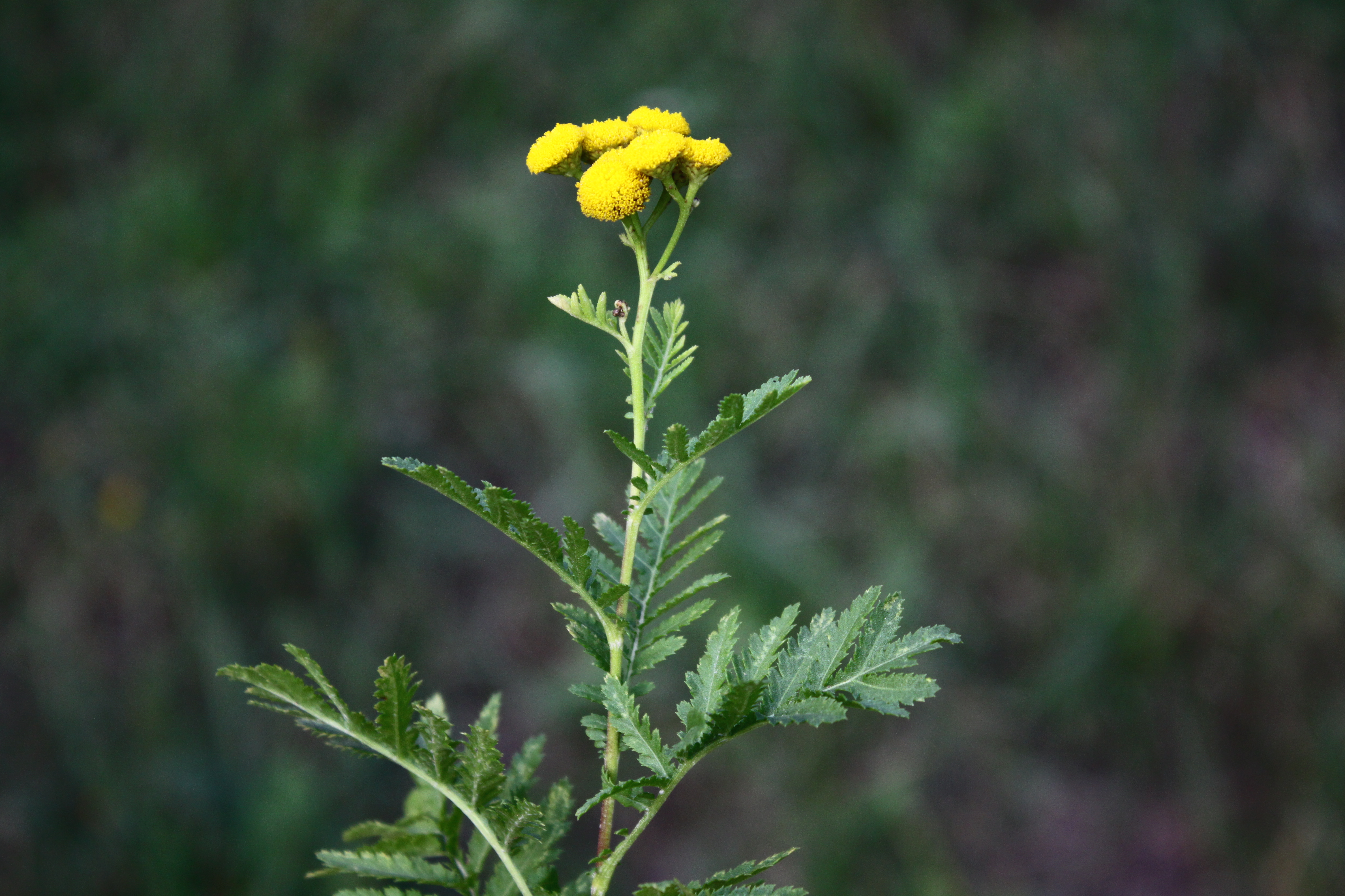 02092013082401 1857 art 1266 0 262