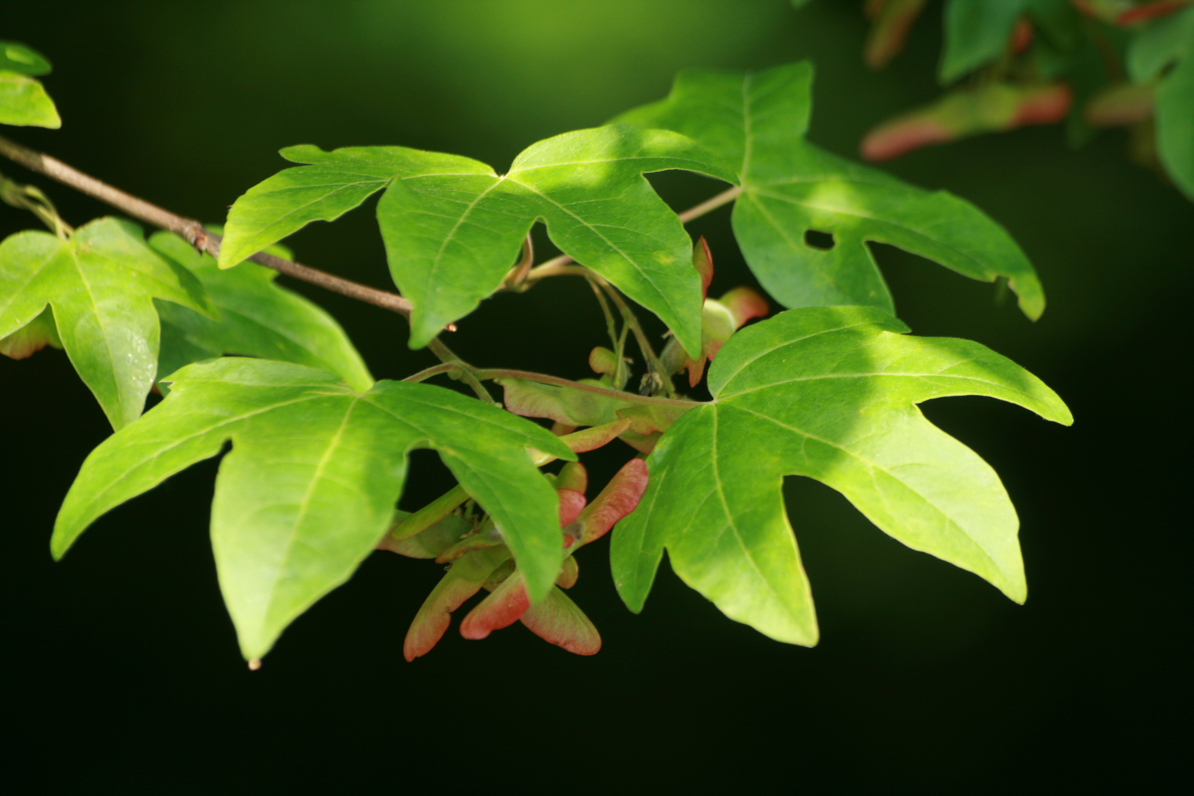 02092013085634 1861 art 389 acer campestre burgfried 01 98