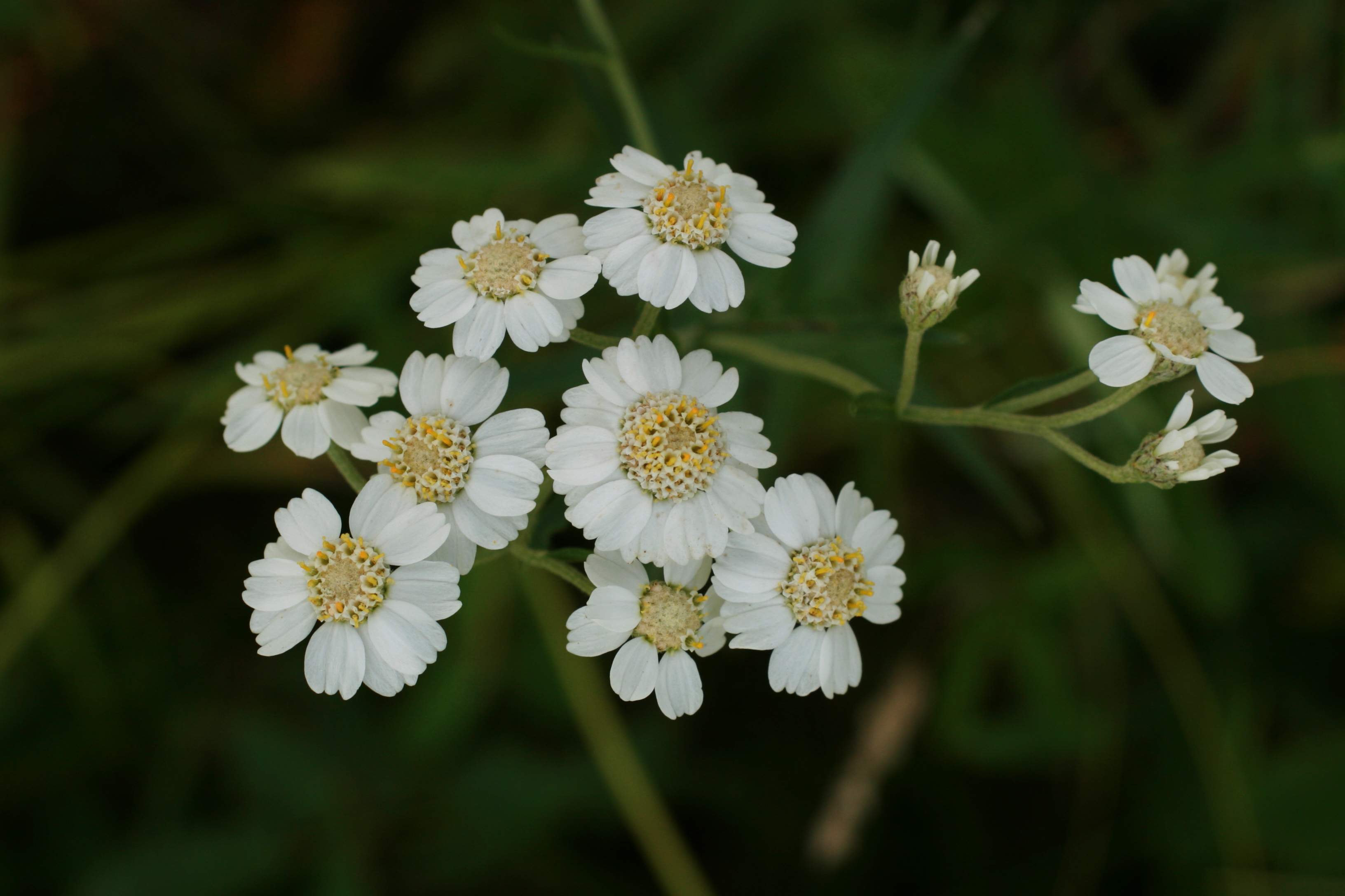 02092013090053 1862 art 323 achillea ptarmica1 ori