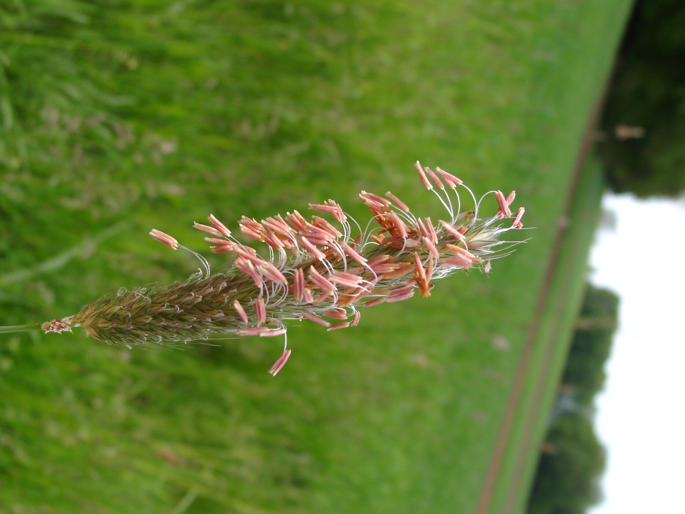 02092013090308 1863 art 322 alopecurus pratensis 05090050