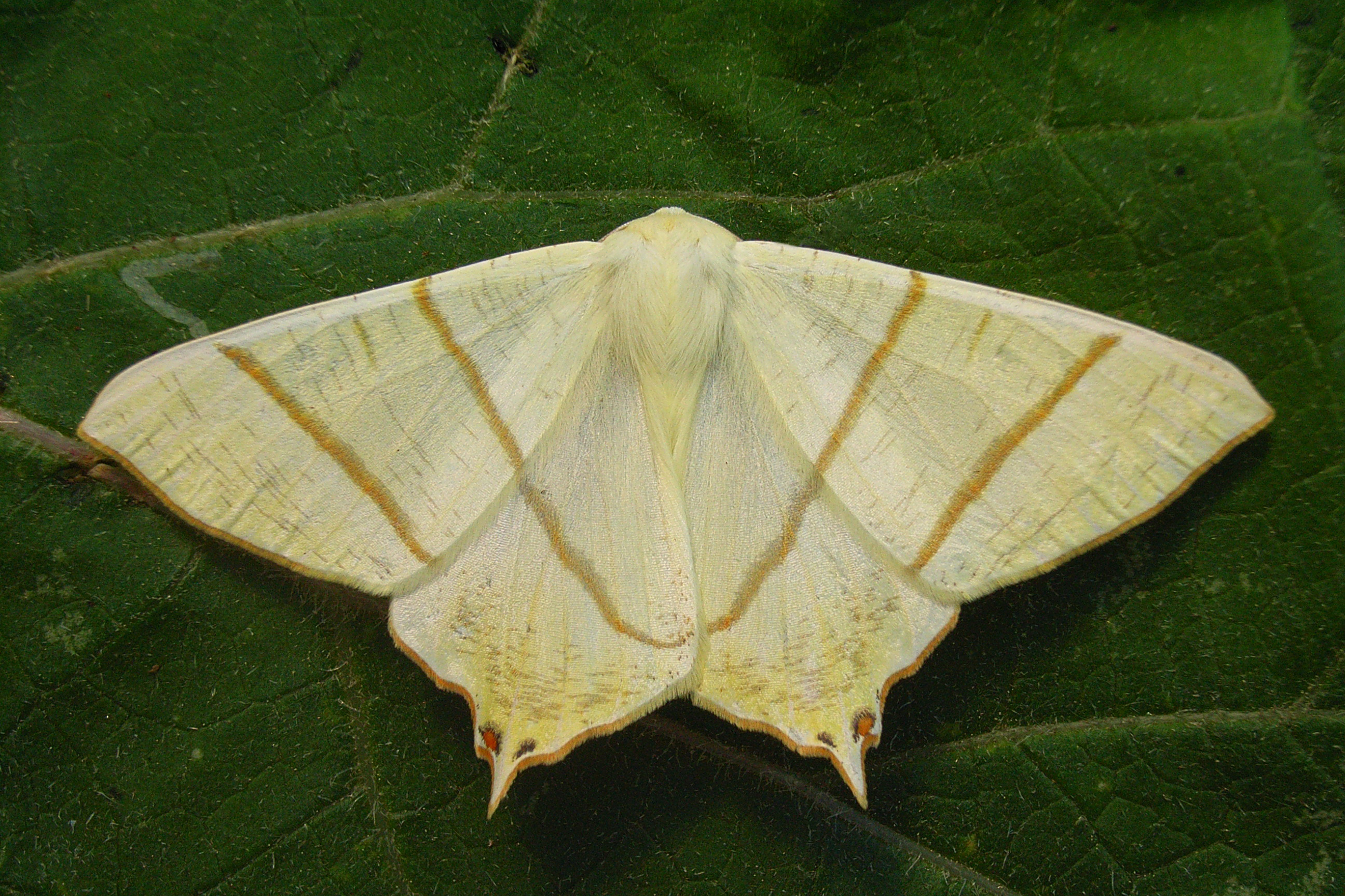 02092013174350 1865 art 404 3188 oura sambucaria olimje 3286a