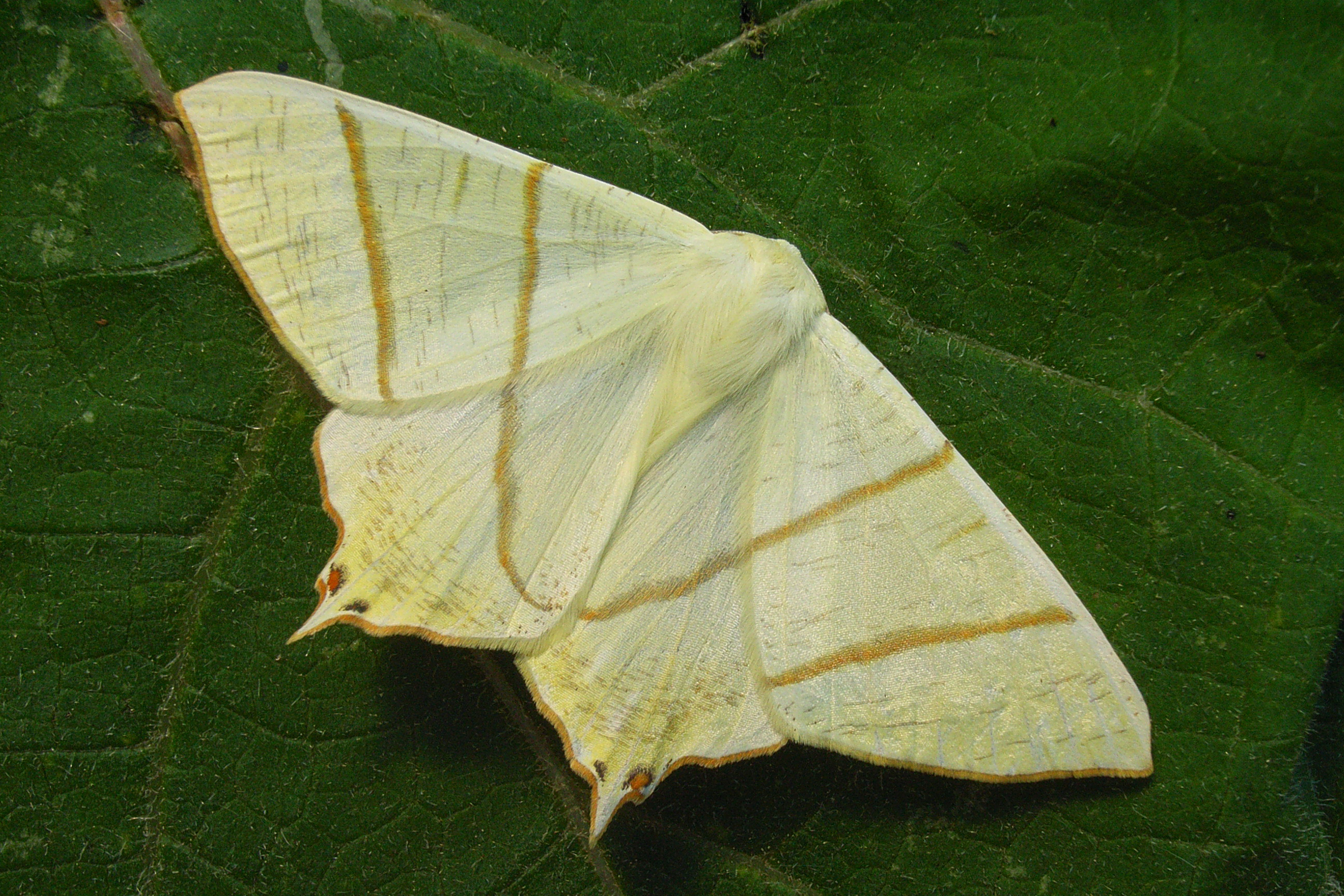 02092013180335 1866 art 404 3188 oura sambucaria olimje 3288a