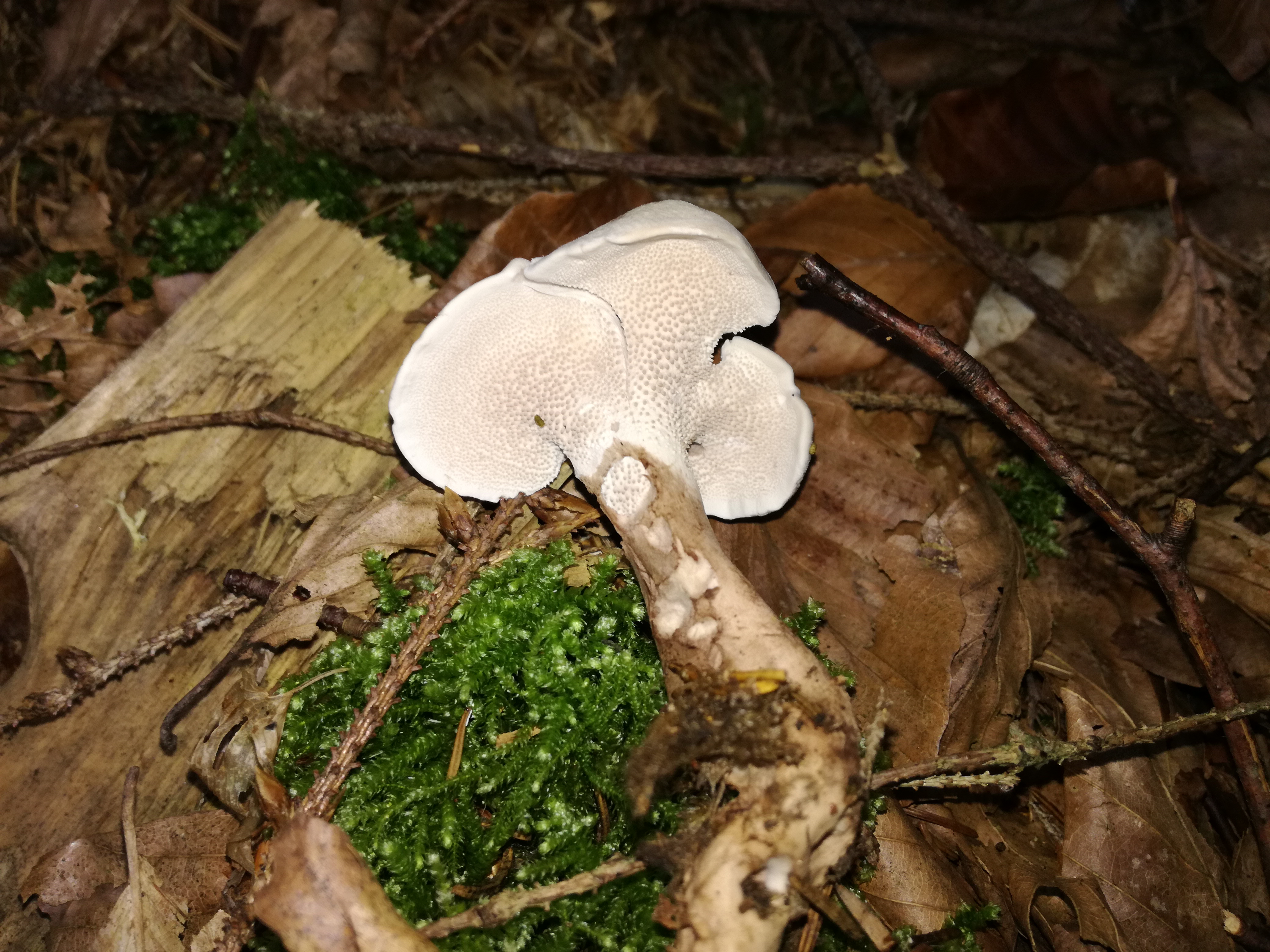 02102016185101 2881 art 1781 img 20160925 115121