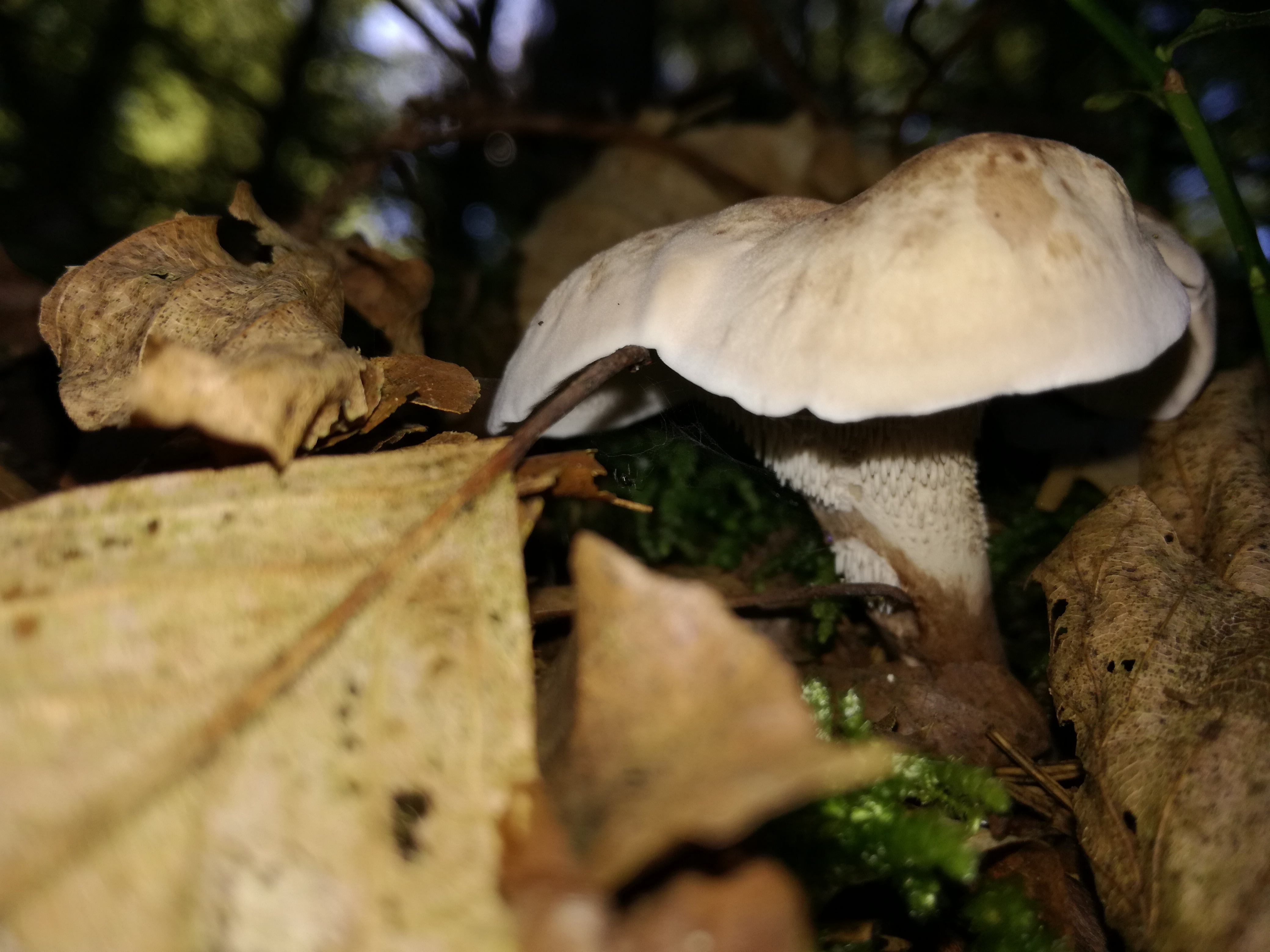 02102016185240 2882 art 1781 img 20160925 115104