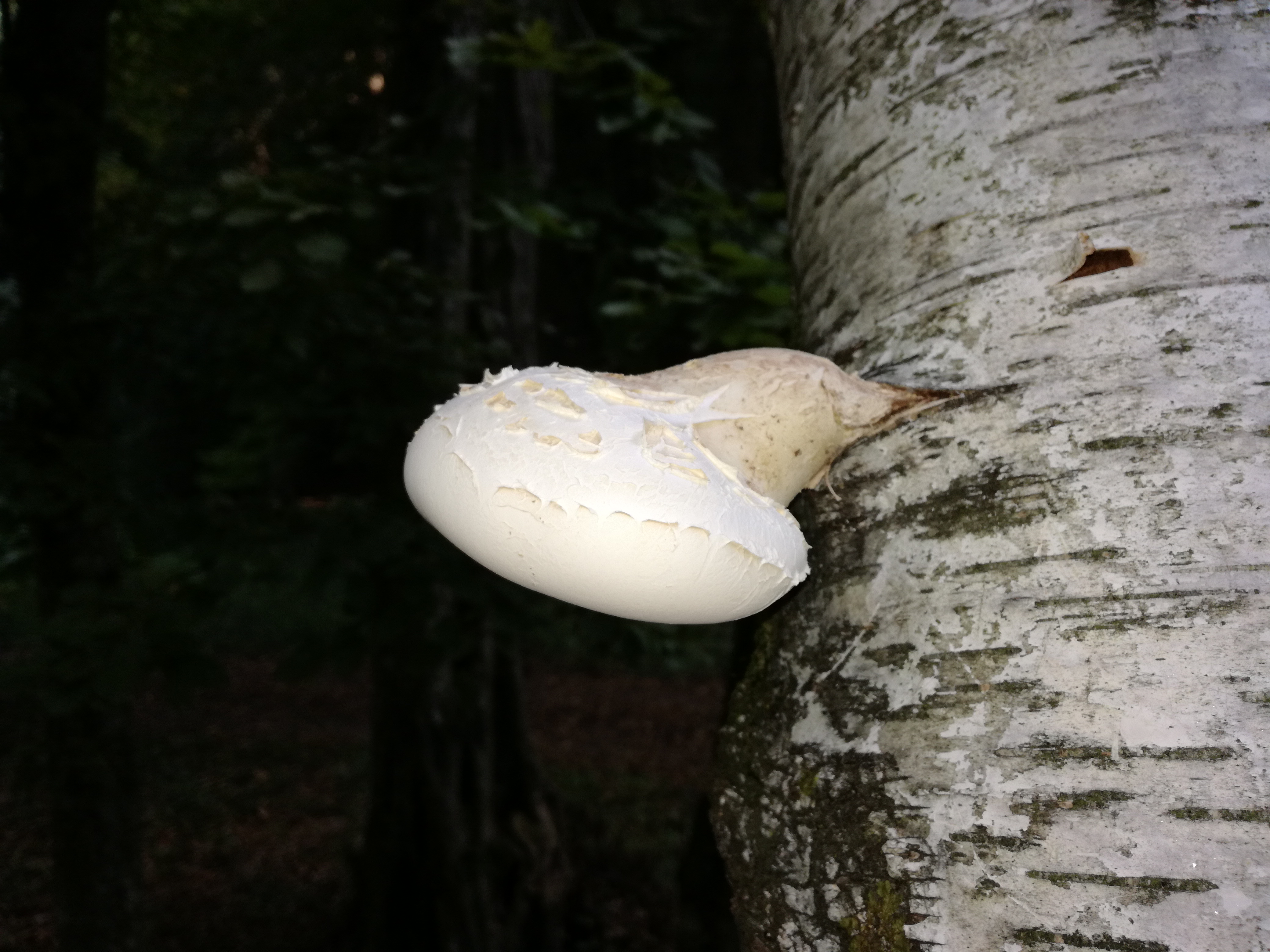 02102016190929 2883 art 1782 img 20160928 102957