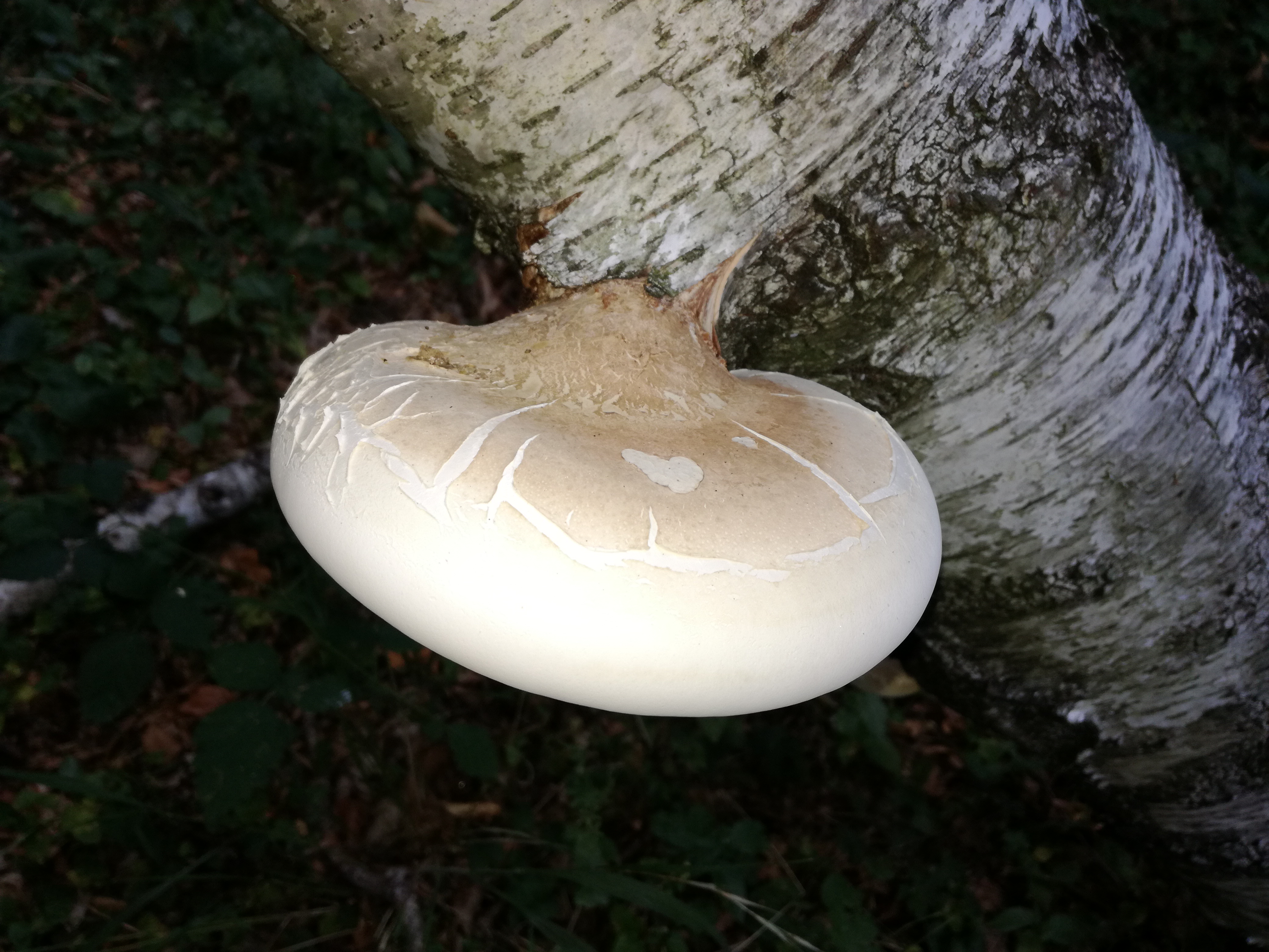 02102016191151 2884 art 1782 img 20160928 102944