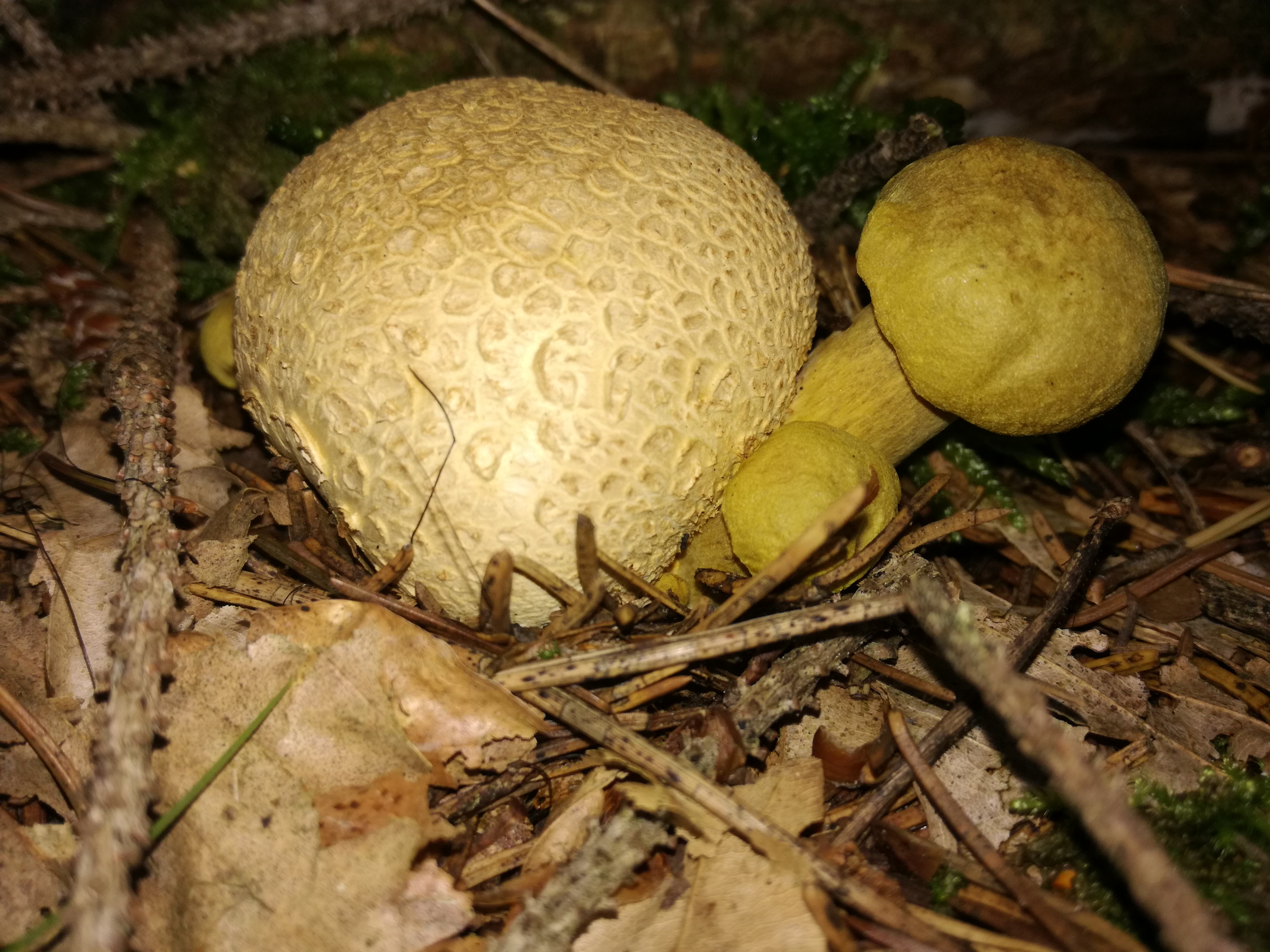 02102016193558 2886 art 735 img 20160921 075028