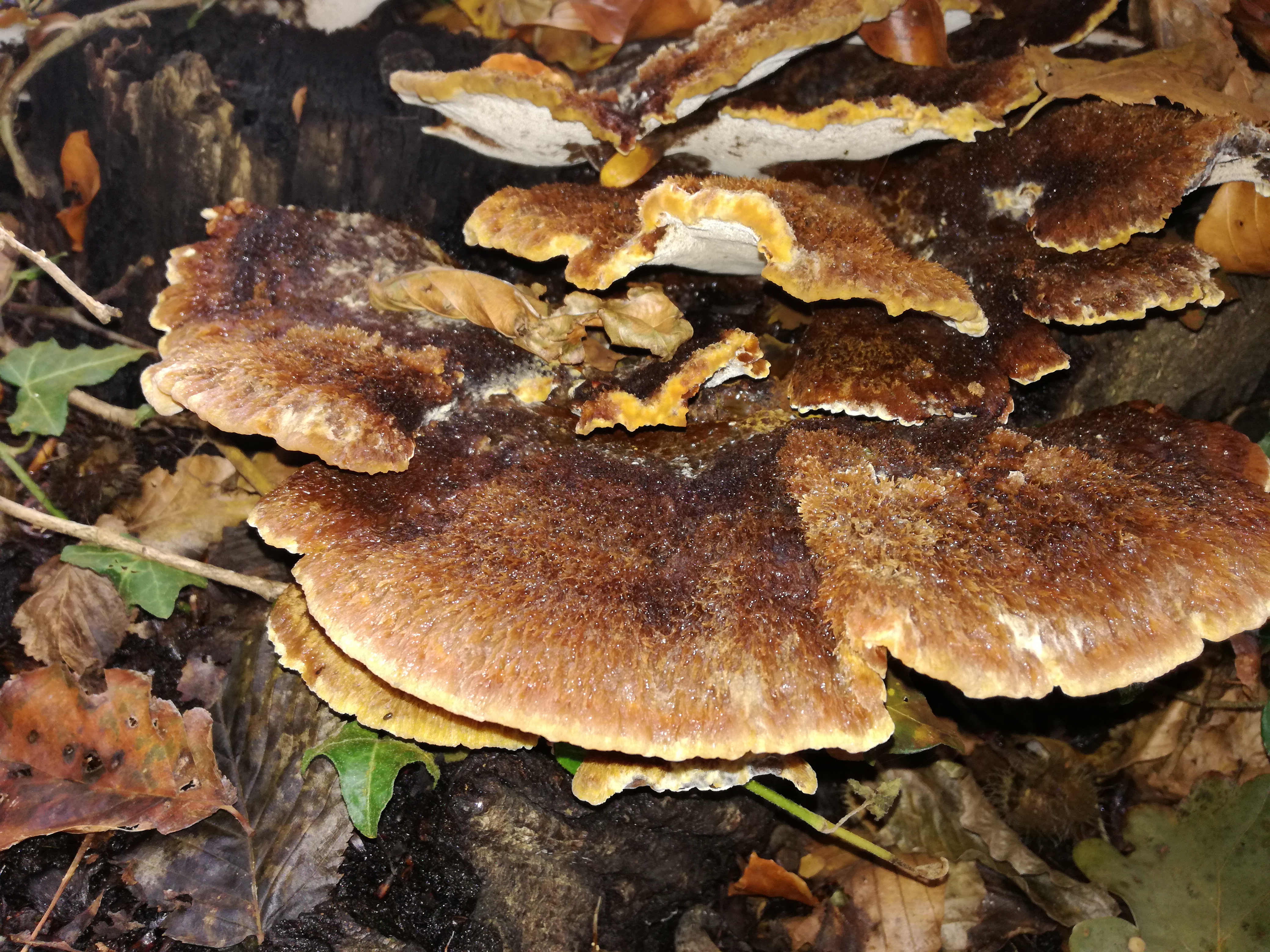 02102016201420 2888 art 1784 img 20160919 165030