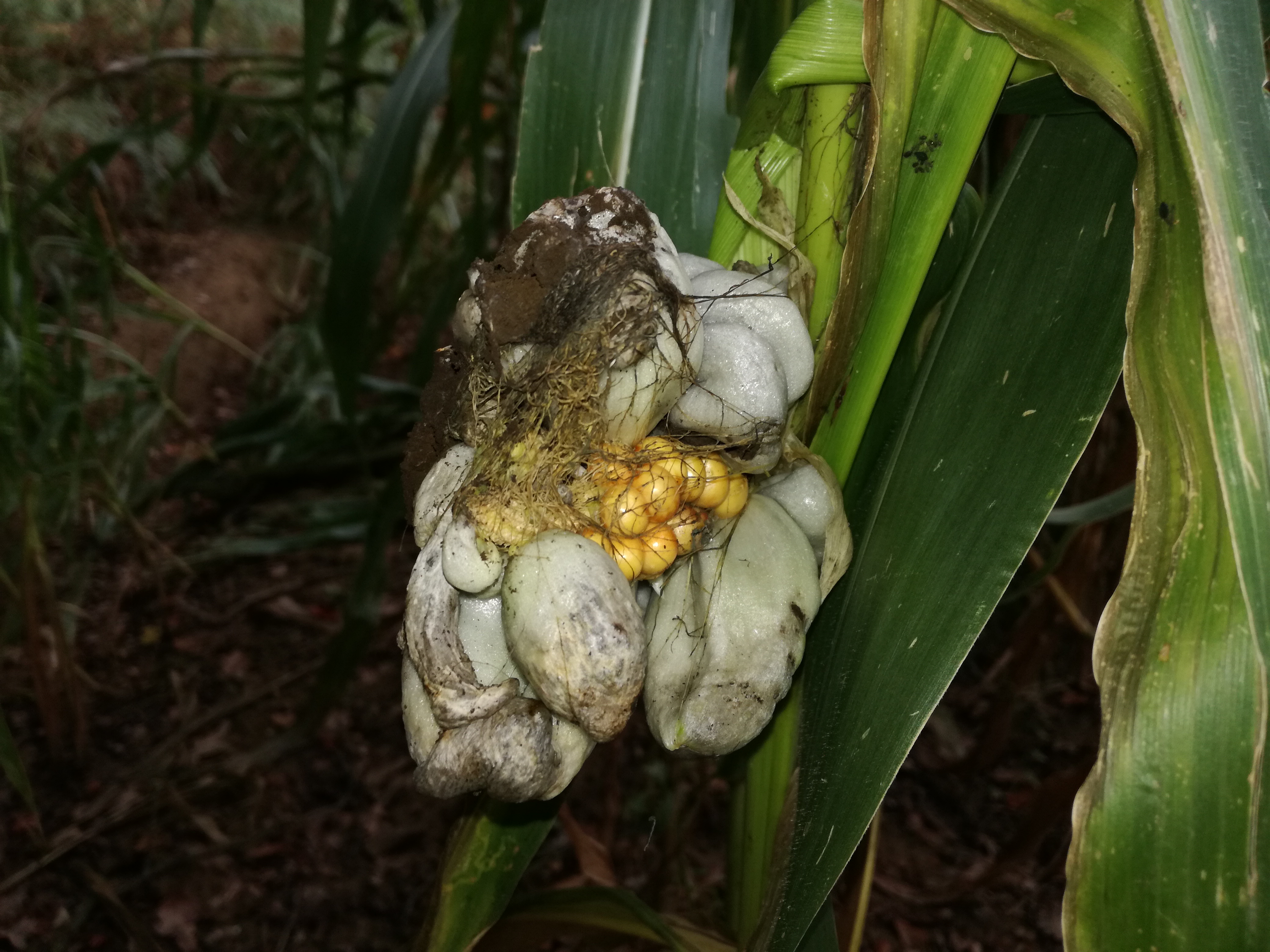 02102016202923 2892 art 1785 img 20160919 165757