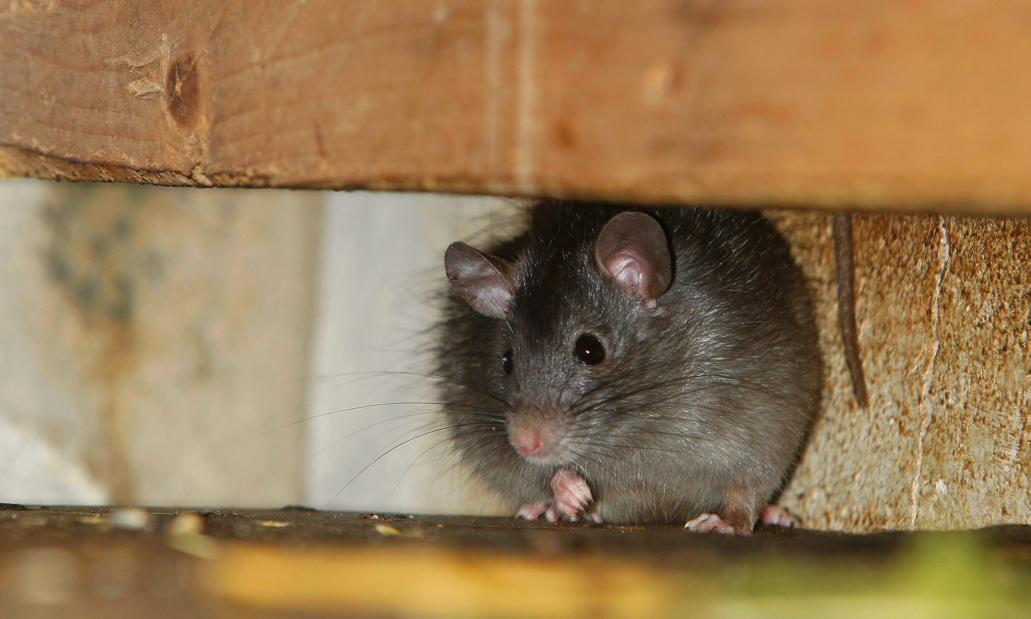 02112013192912 2184 art 985 hausratte