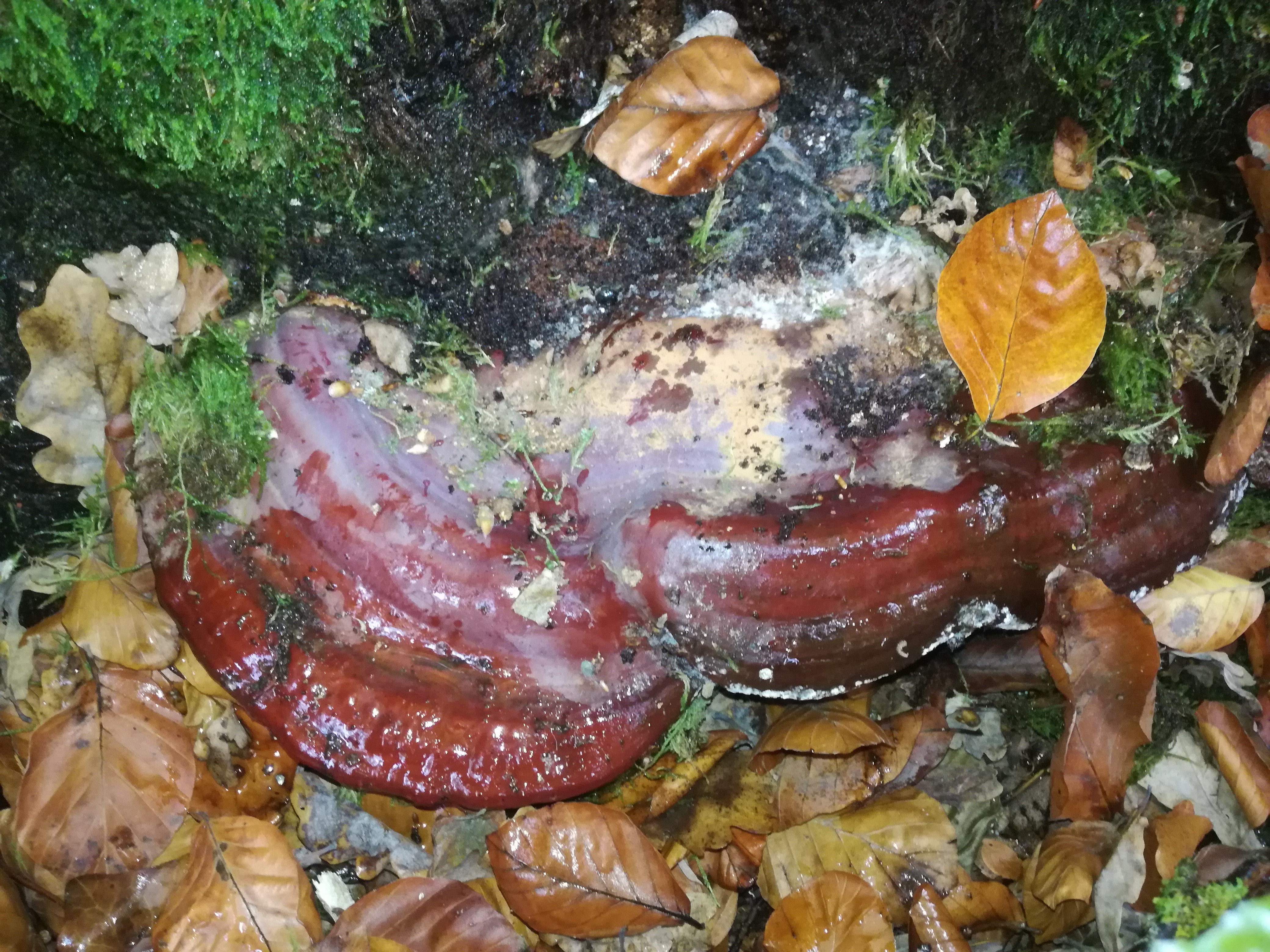 02112017091955 3214 art 1922 img 20171023 141717