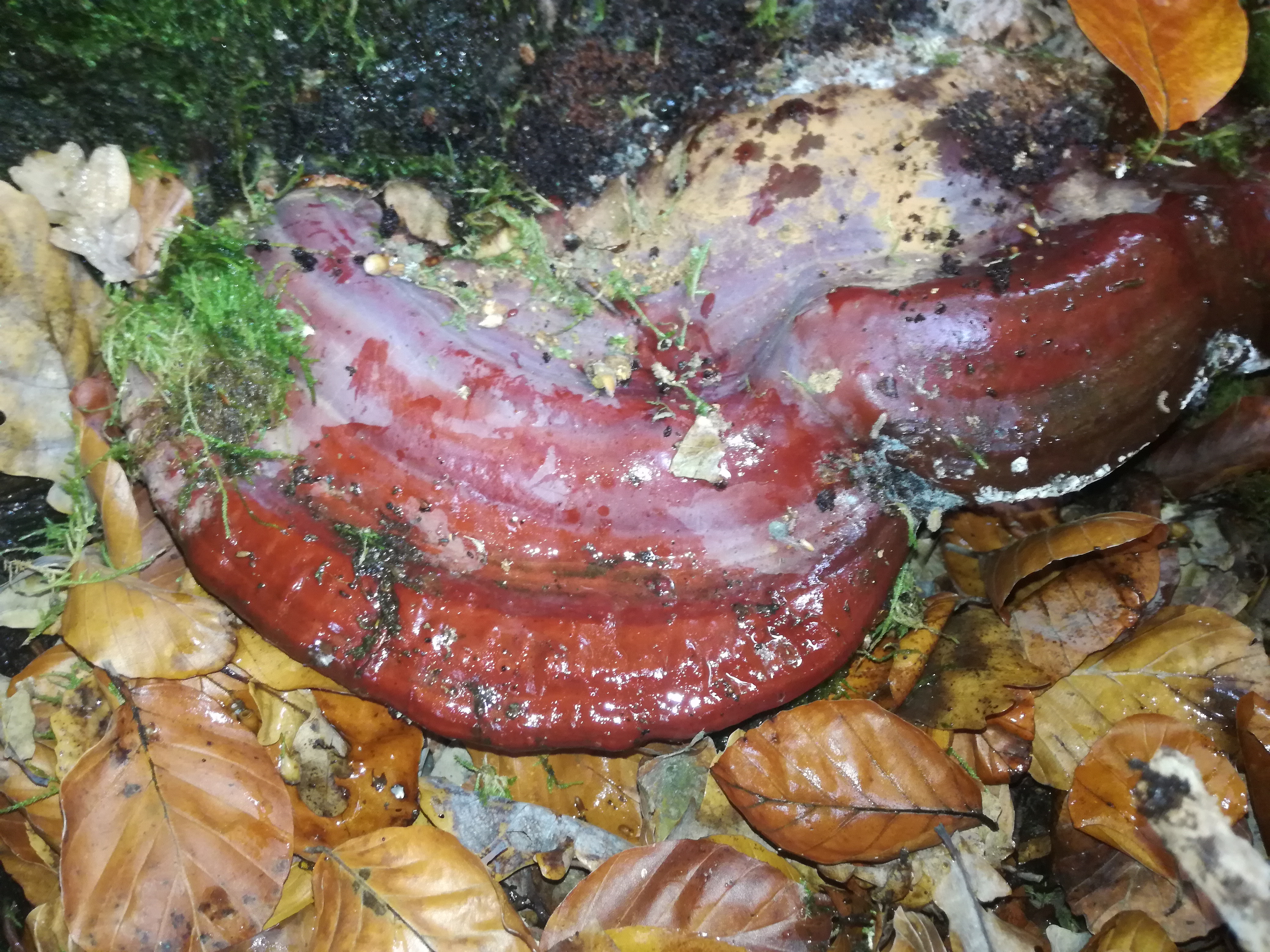 02112017092129 3215 art 1922 img 20171023 141717 2