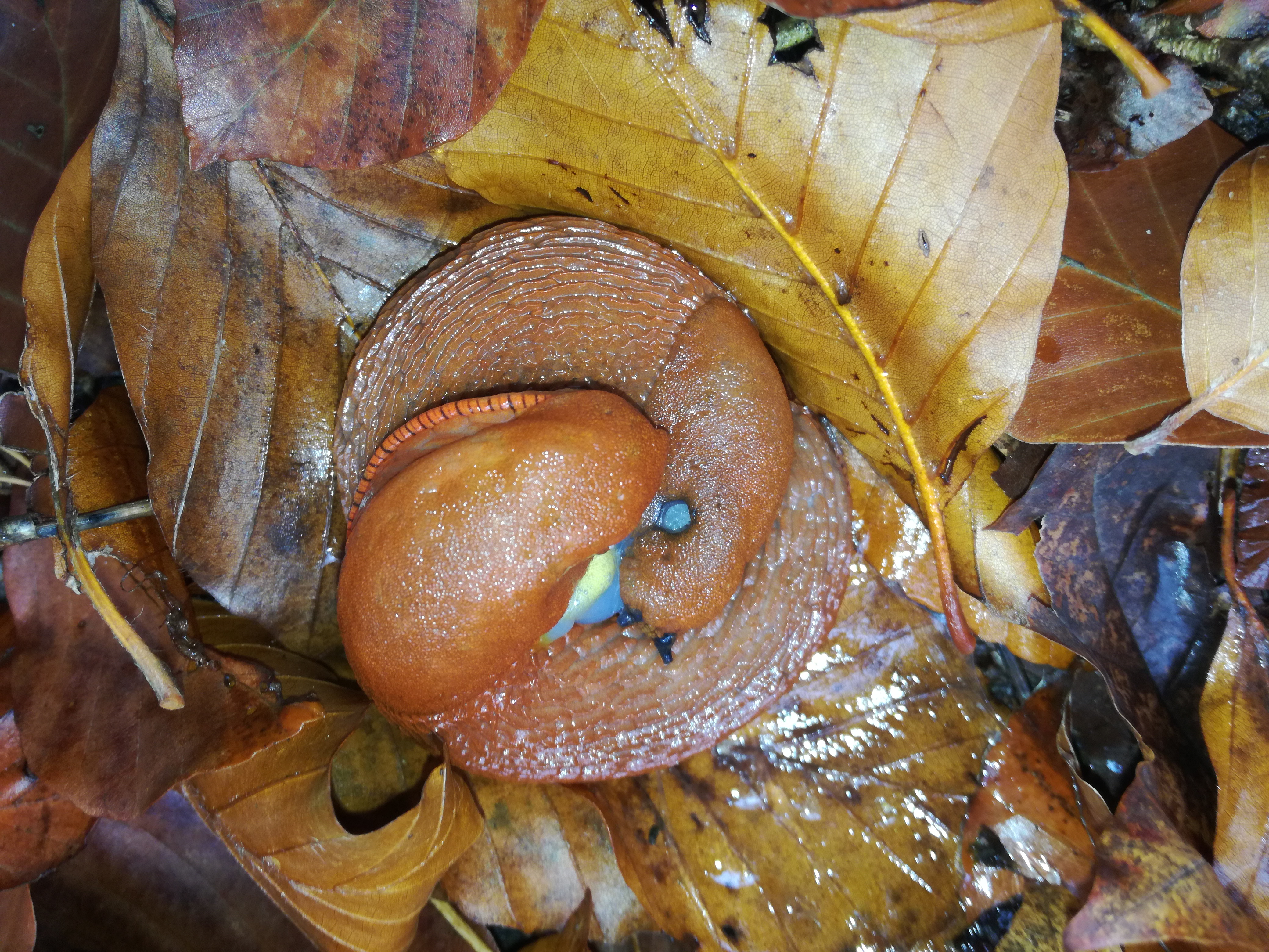 02112017101948 3218 art 1380 img 20171023 142207