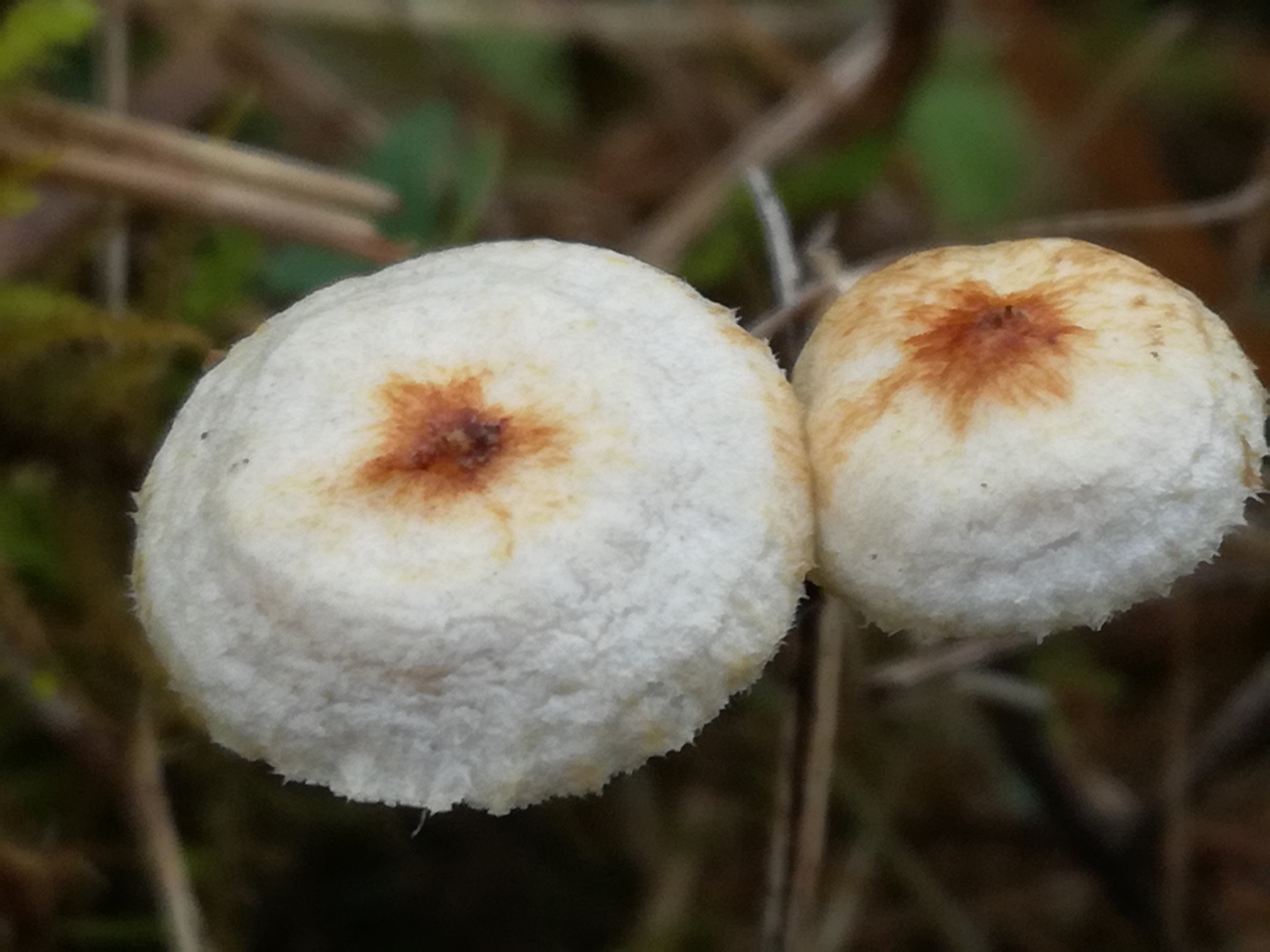 02112017111739 3221 art 1925 img 20171023 101746