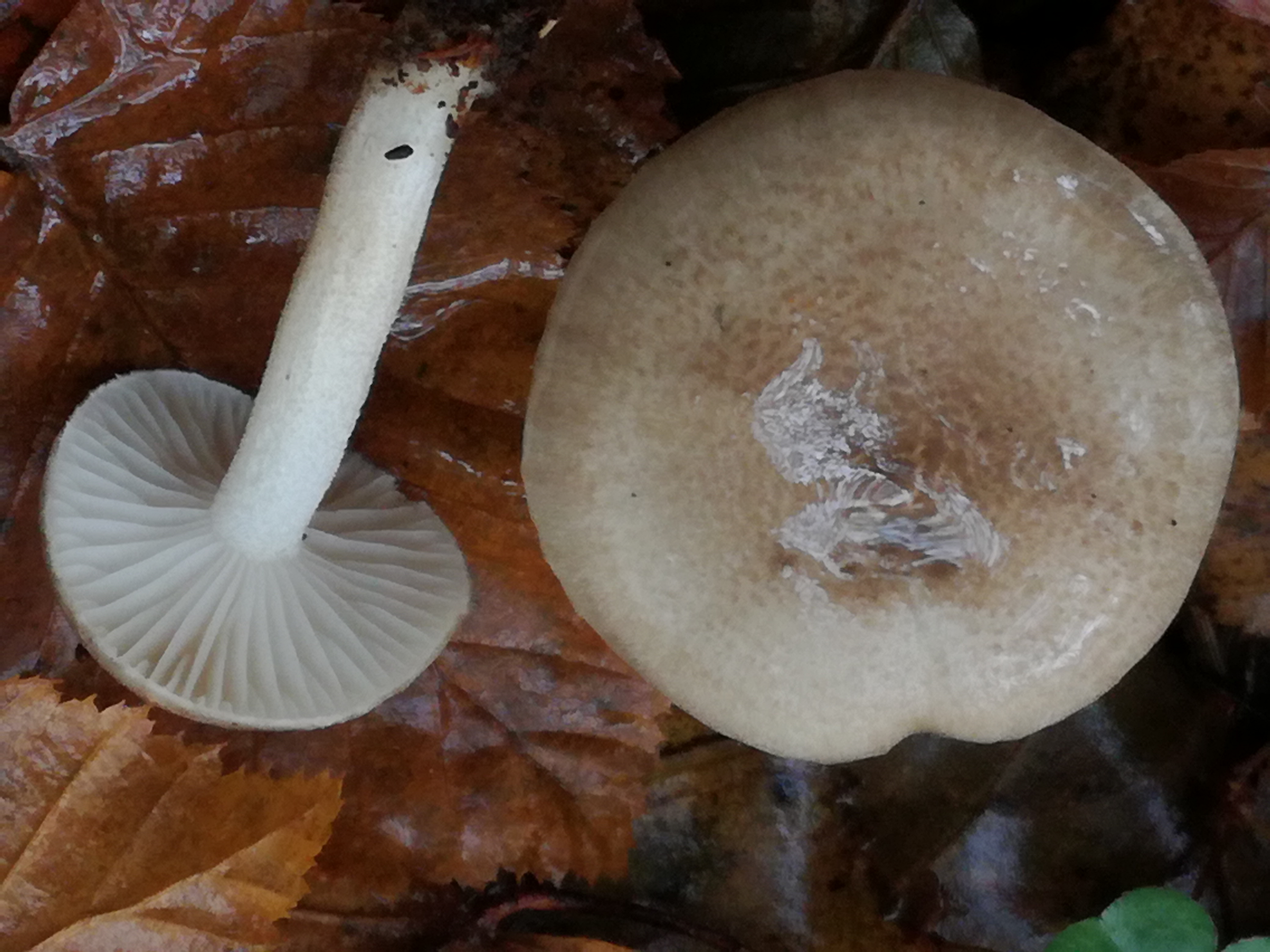 02112017112236 3223 art 171 img 20171023 105721 1