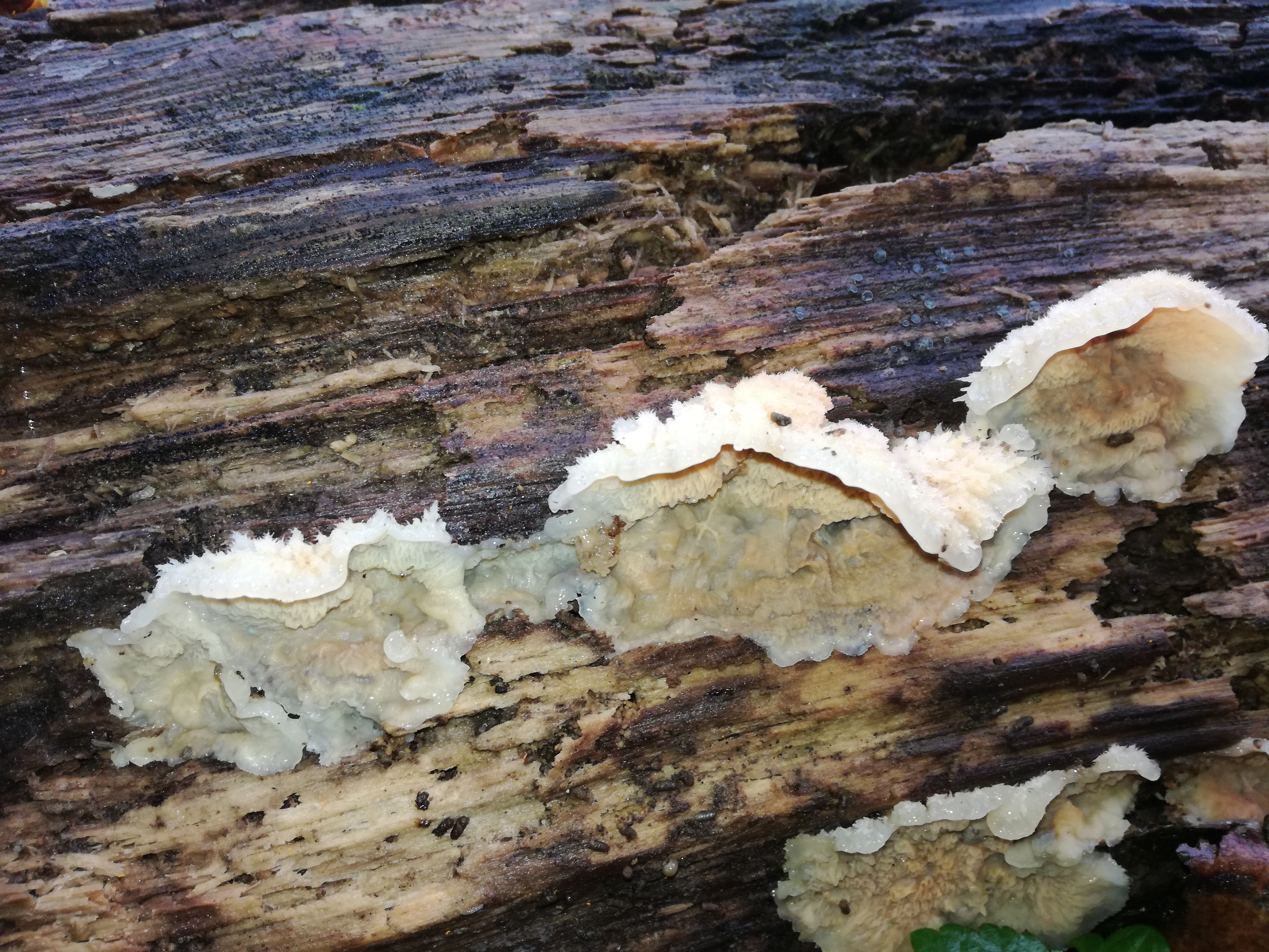 02112017115123 3224 art 1926 img 20171023 110242