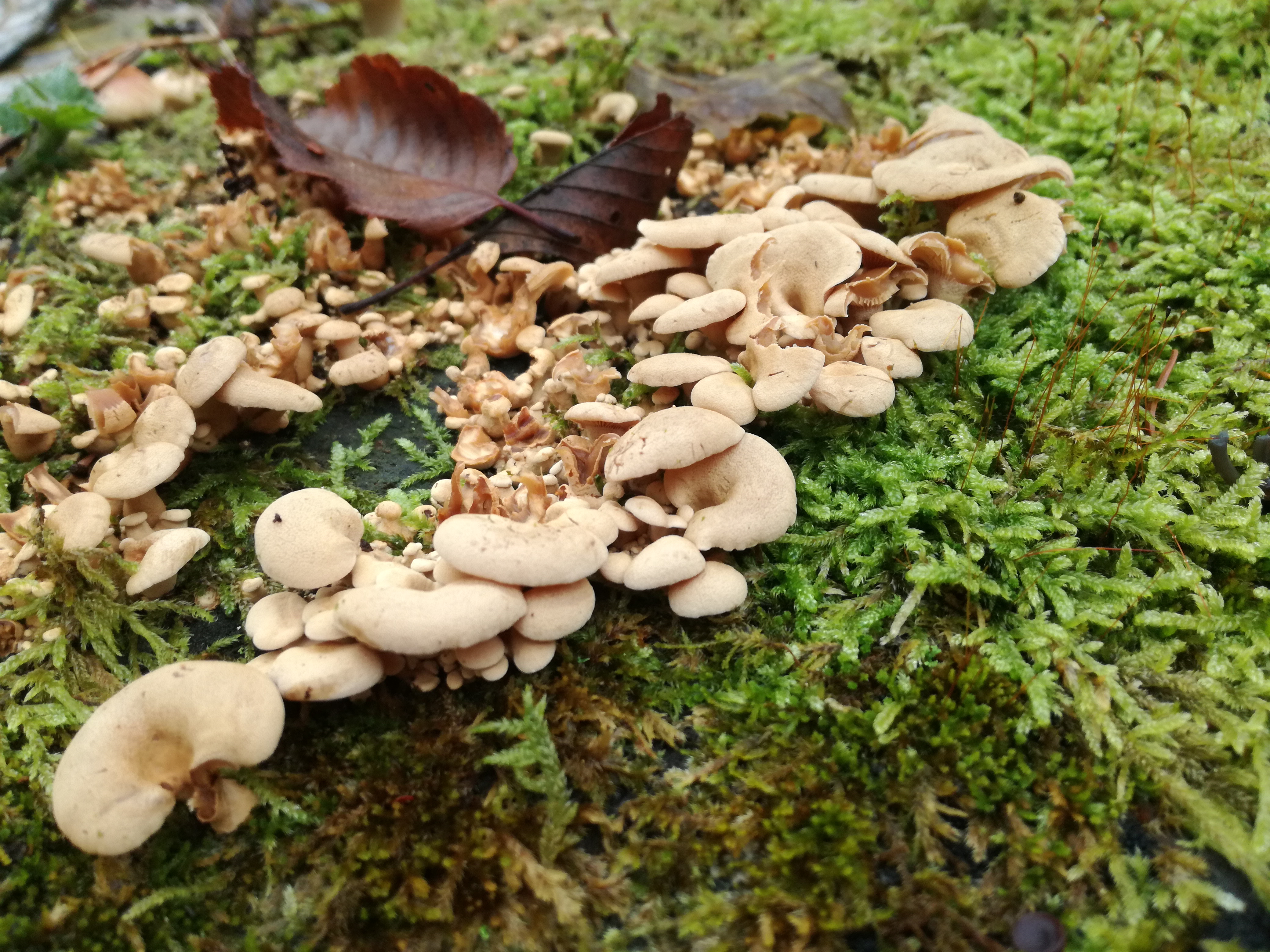 02112017121033 3225 art 1927 img 20171023 110902