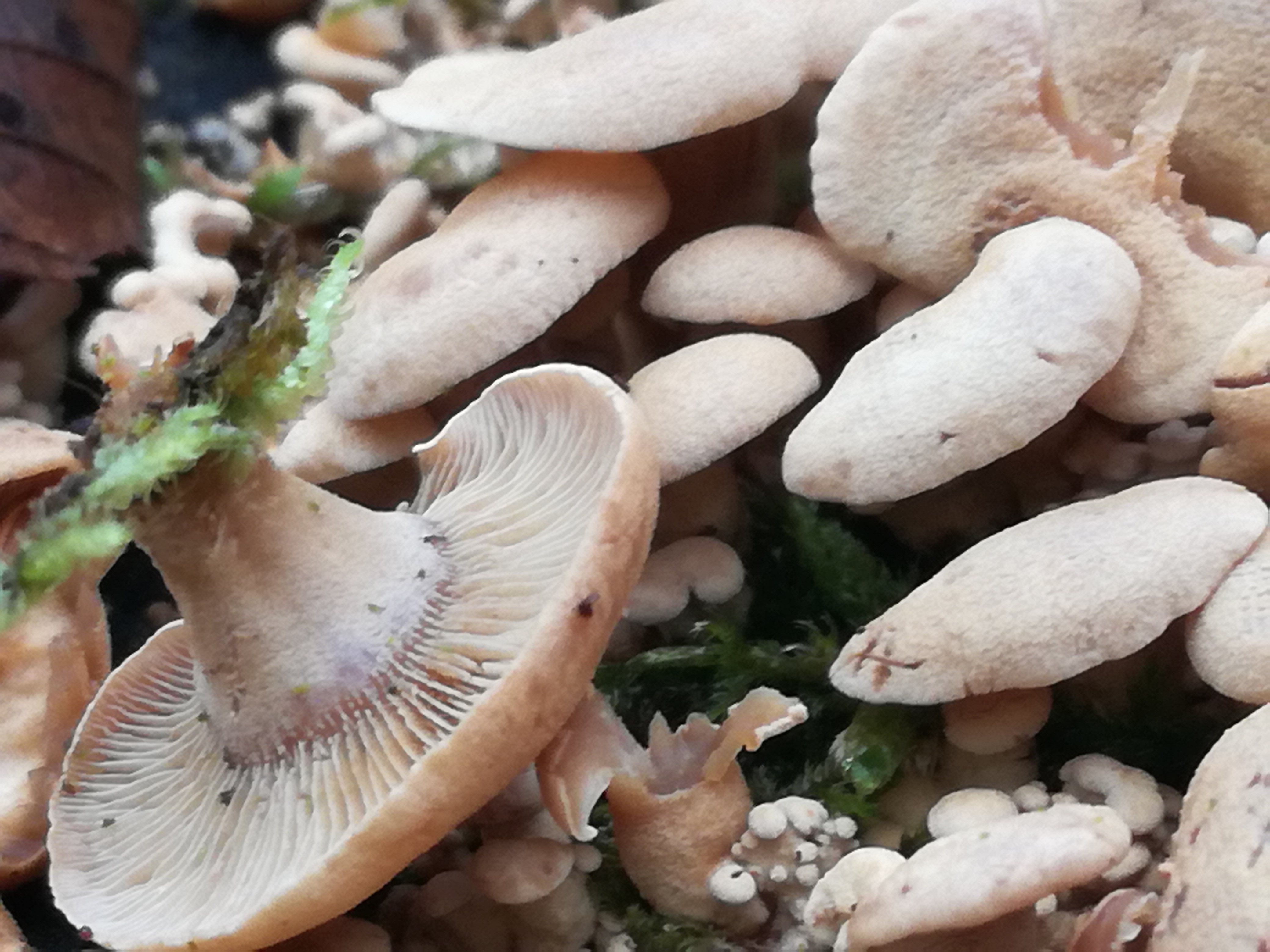 02112017121241 3226 art 1927 img 20171023 111143