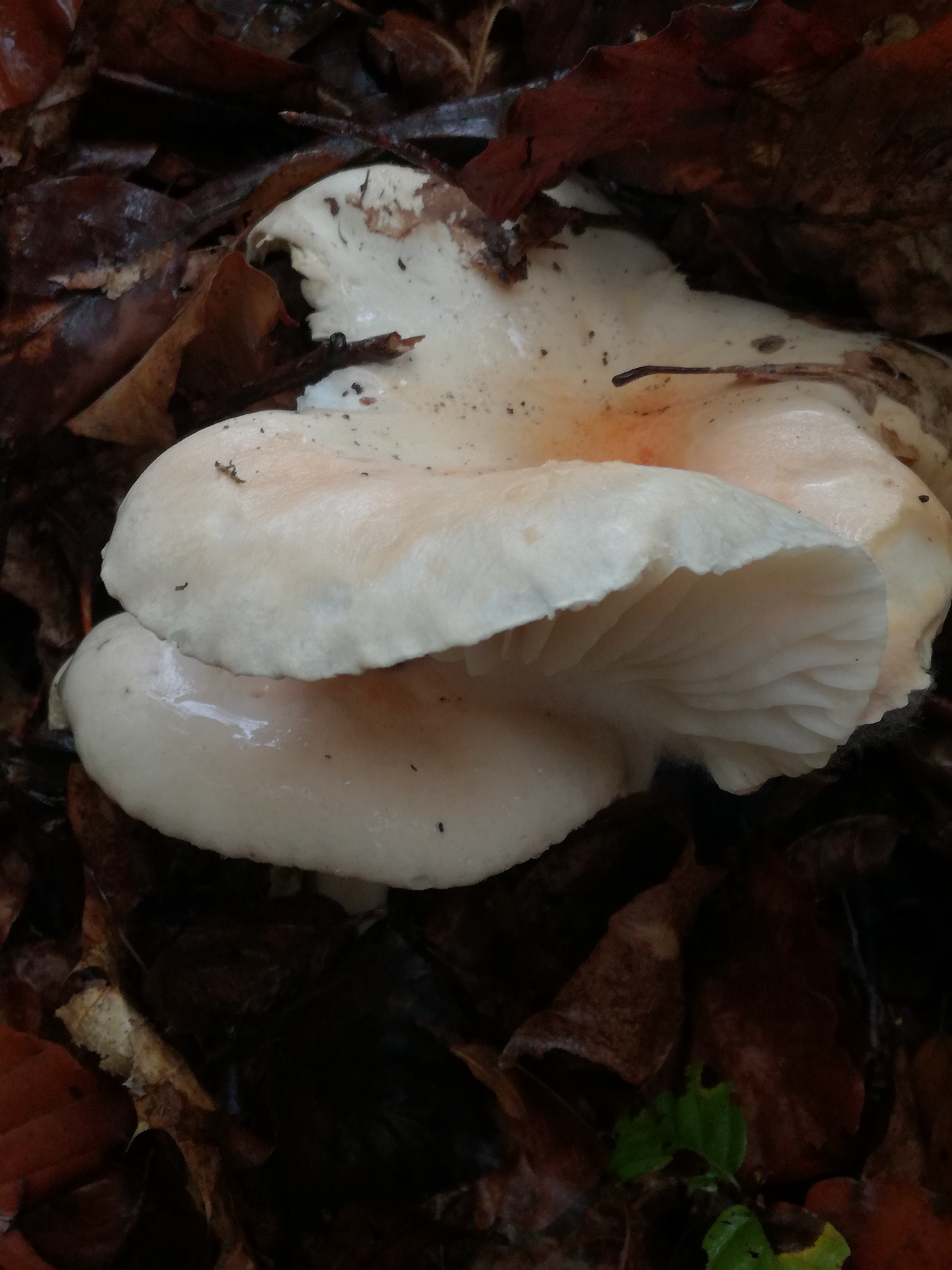 02112017122909 3227 art 1928 img 20171023 111905