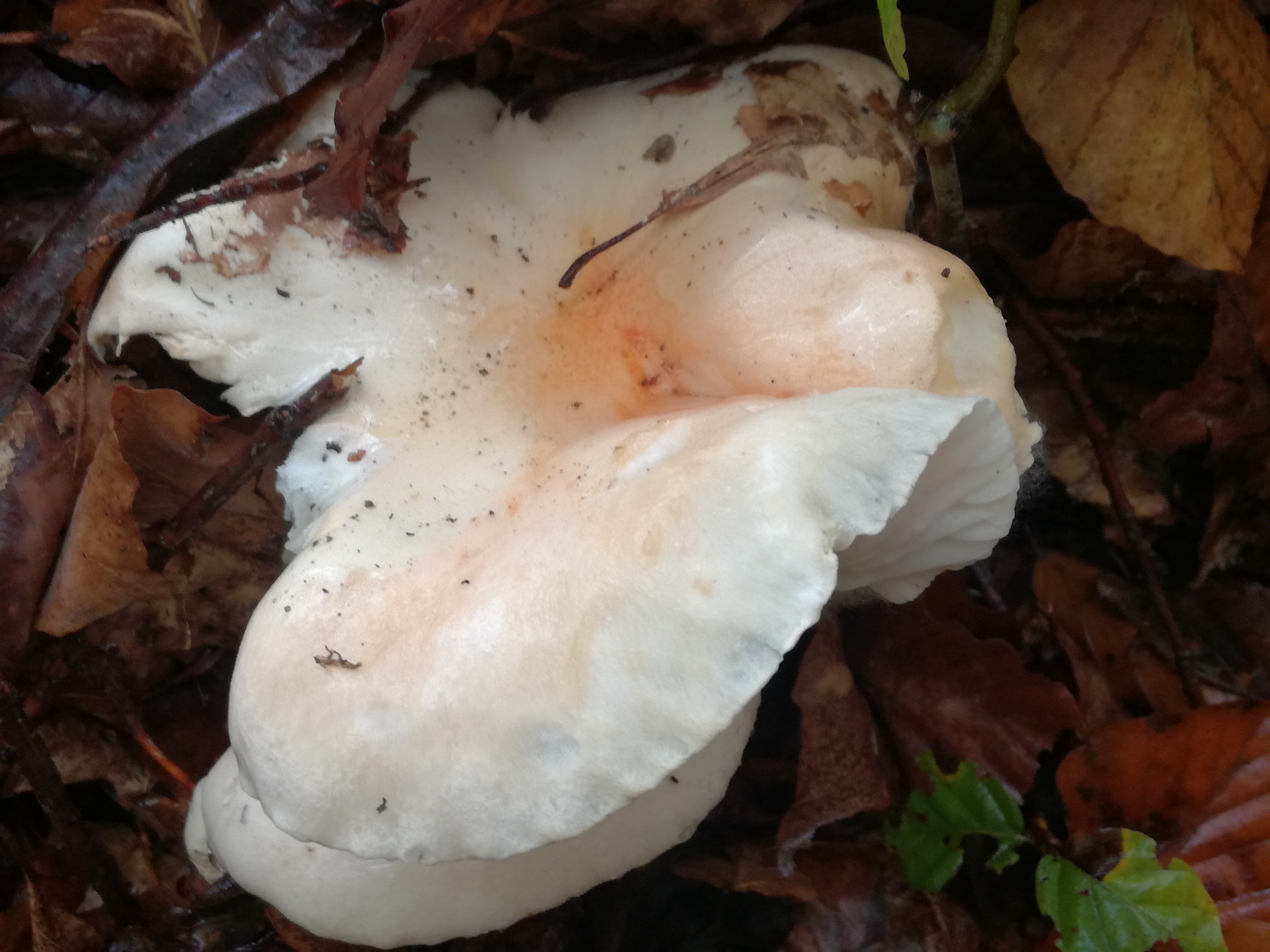 02112017123137 3228 art 1928 img 20171023 111926