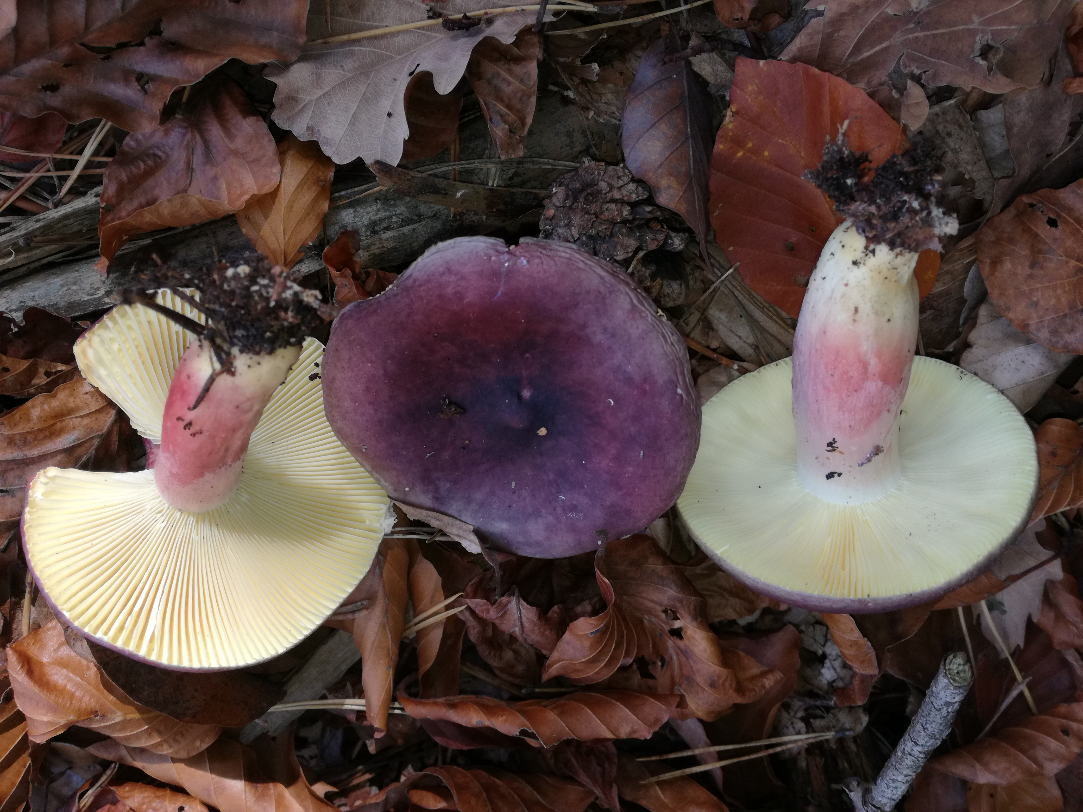 02112017125703 3229 art 1929 img 20171024 120736